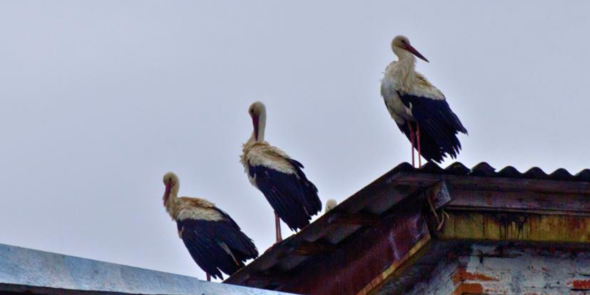 Впервые за 20 лет в Чернобыль вернулись аисты