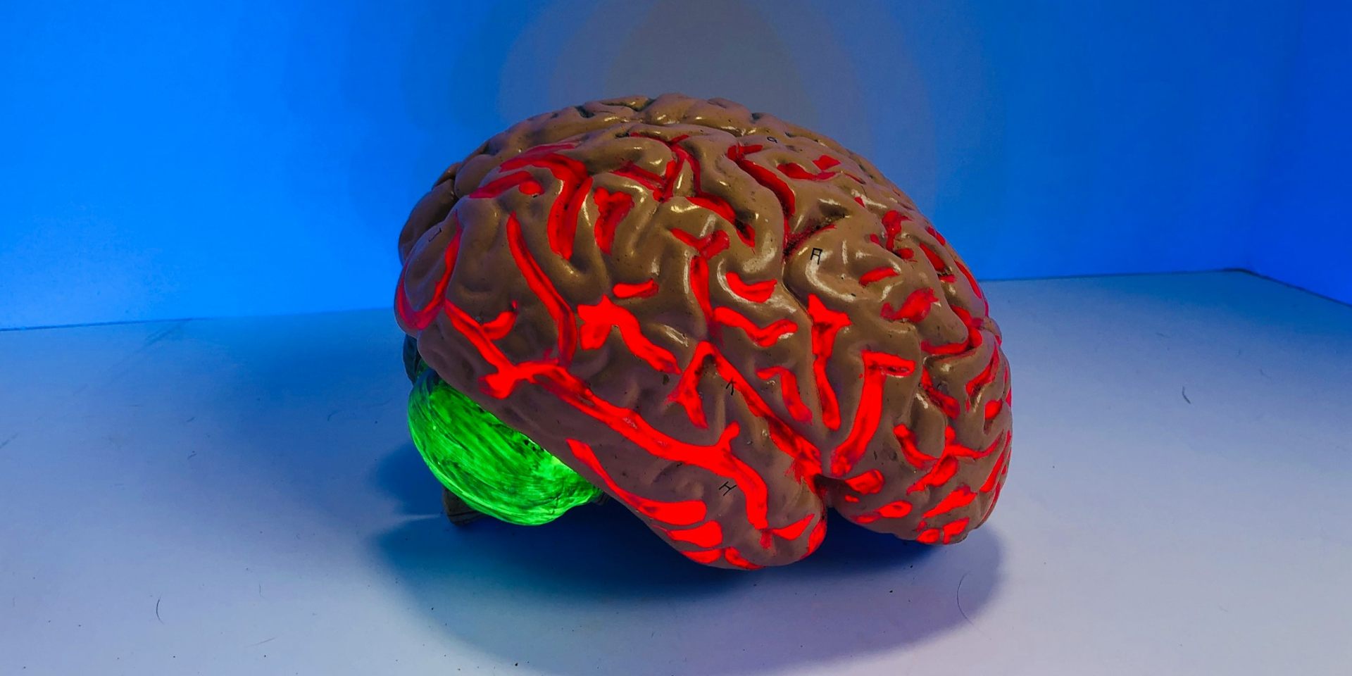 Спит и самоочищается. Финские ученые отследили движение мозговых жидкостей во время сна