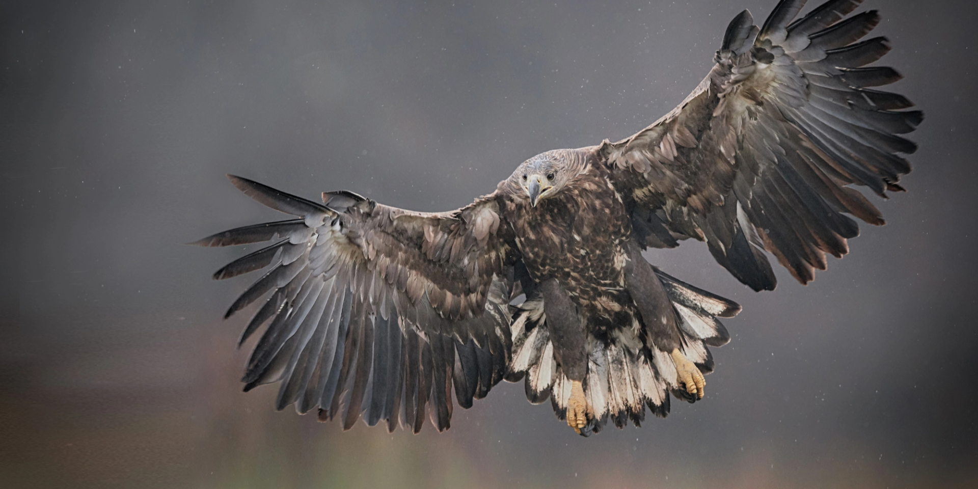 Исторический камбэк. Самая большая птица Великобритании впервые за 240 лет начала гнездиться в Англии