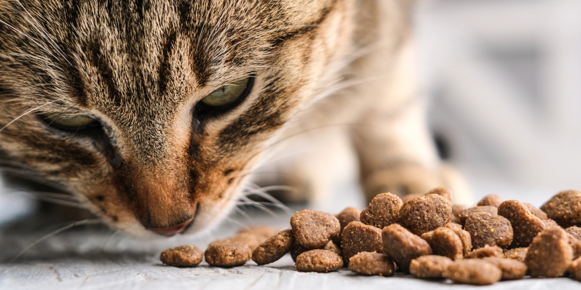 Почему коты не доедают корм. Японские ученые выяснили, что управляет аппетитом домашних животных