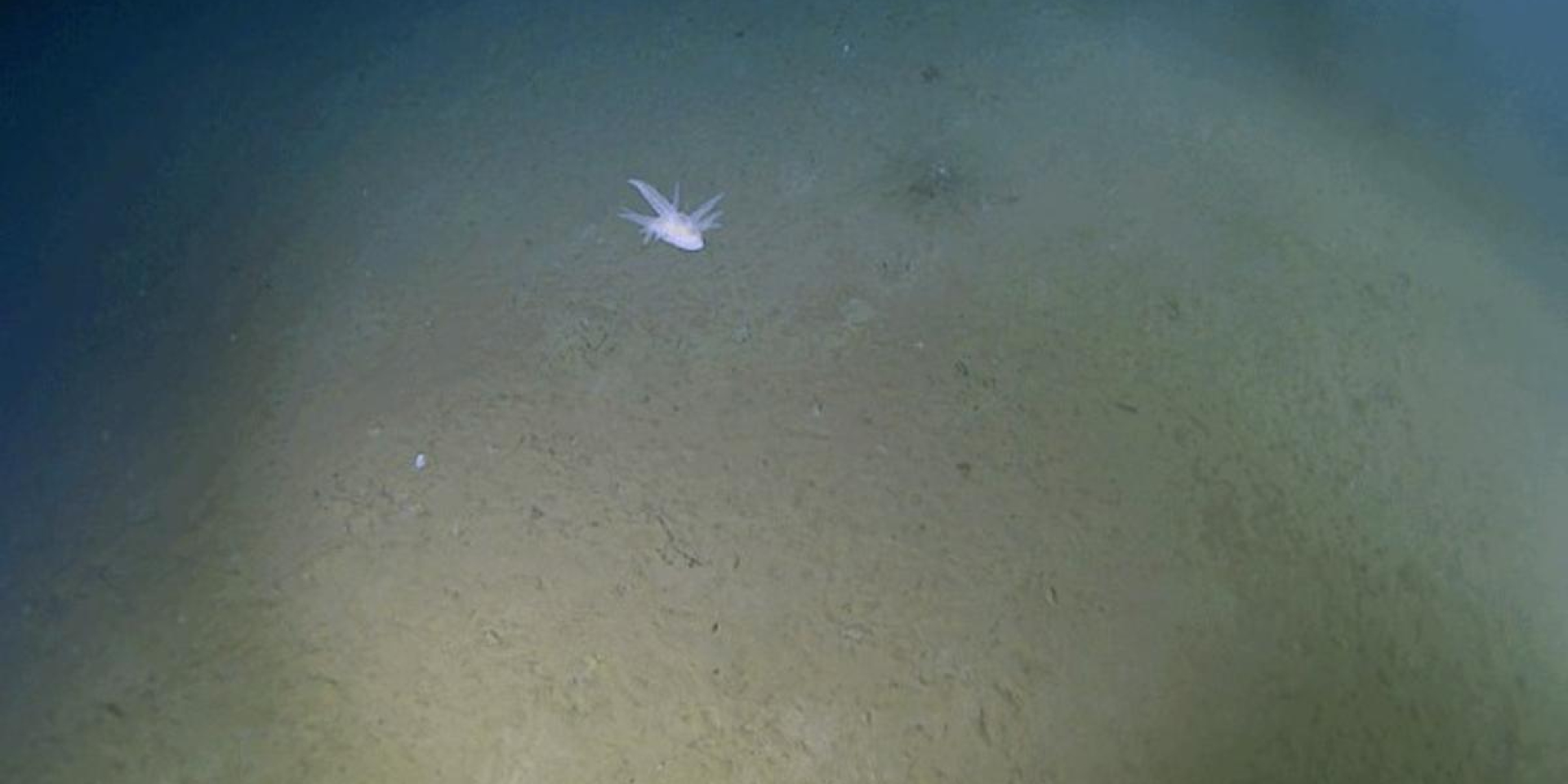 Тайны бездны. У берегов Японии обнаружили неизвестное существо на глубине более 9 километров