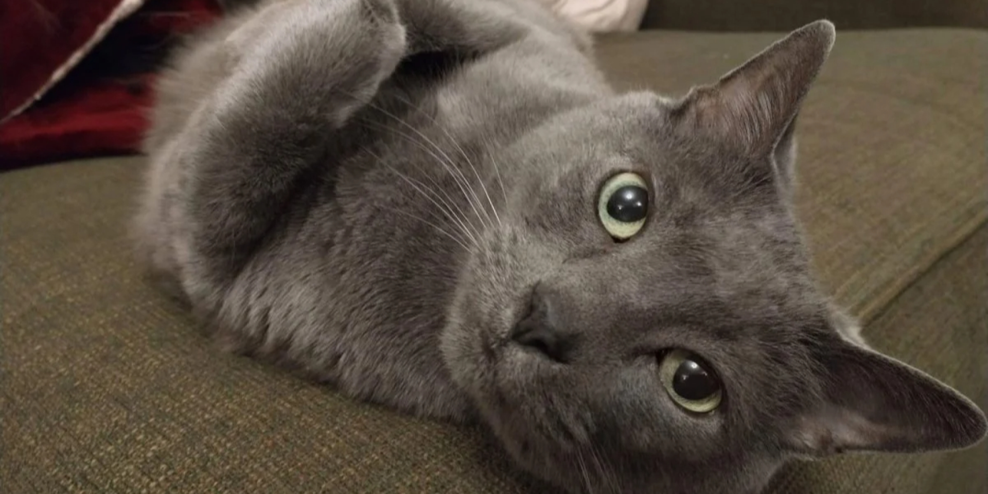 Одна медицина на двоих. Как домашние коты помогают испытывать лекарства будущего для людей