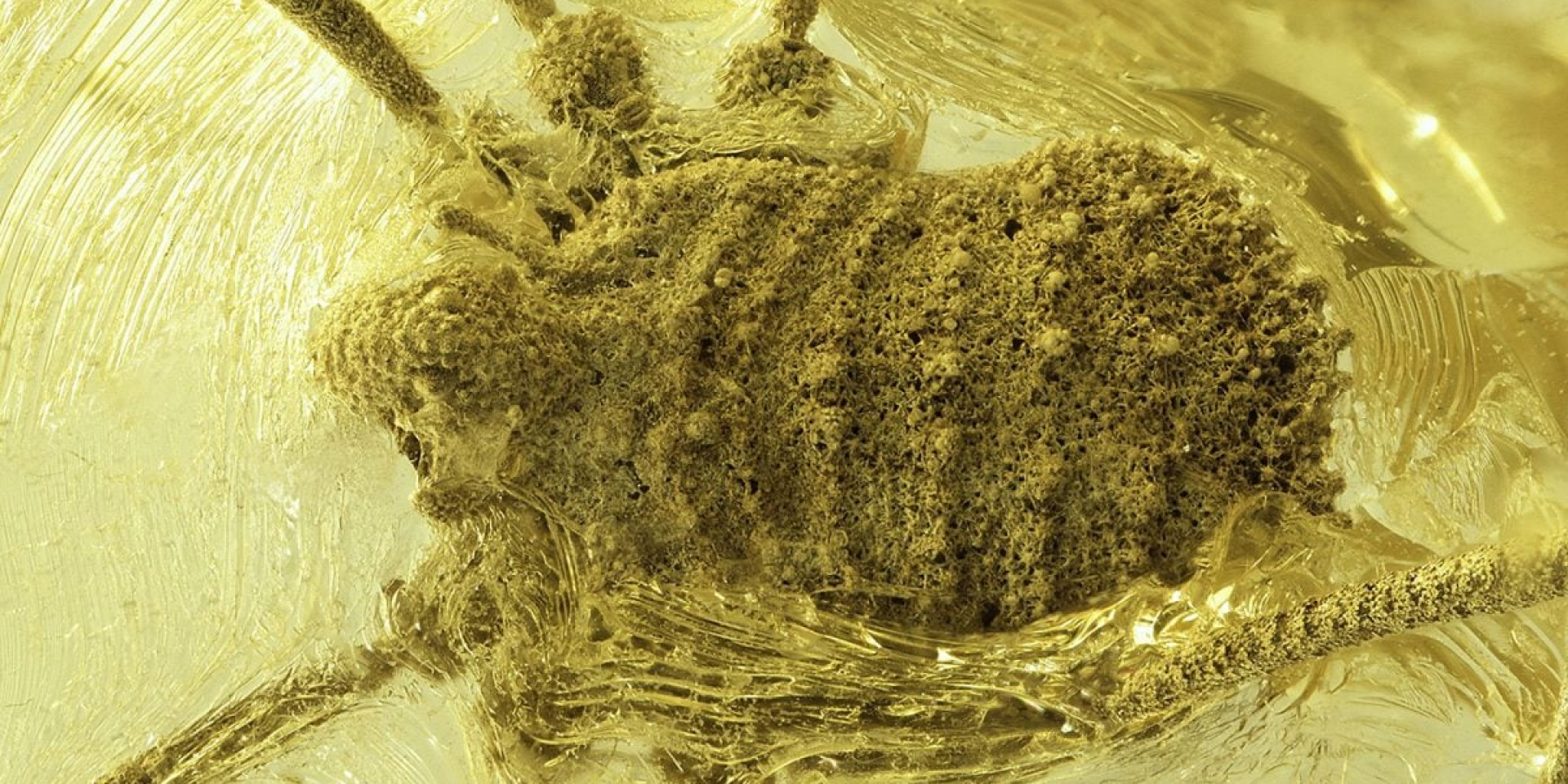 Застывшая экзотика. В украинском янтаре нашли паукообразное, которого больше нет в Европе