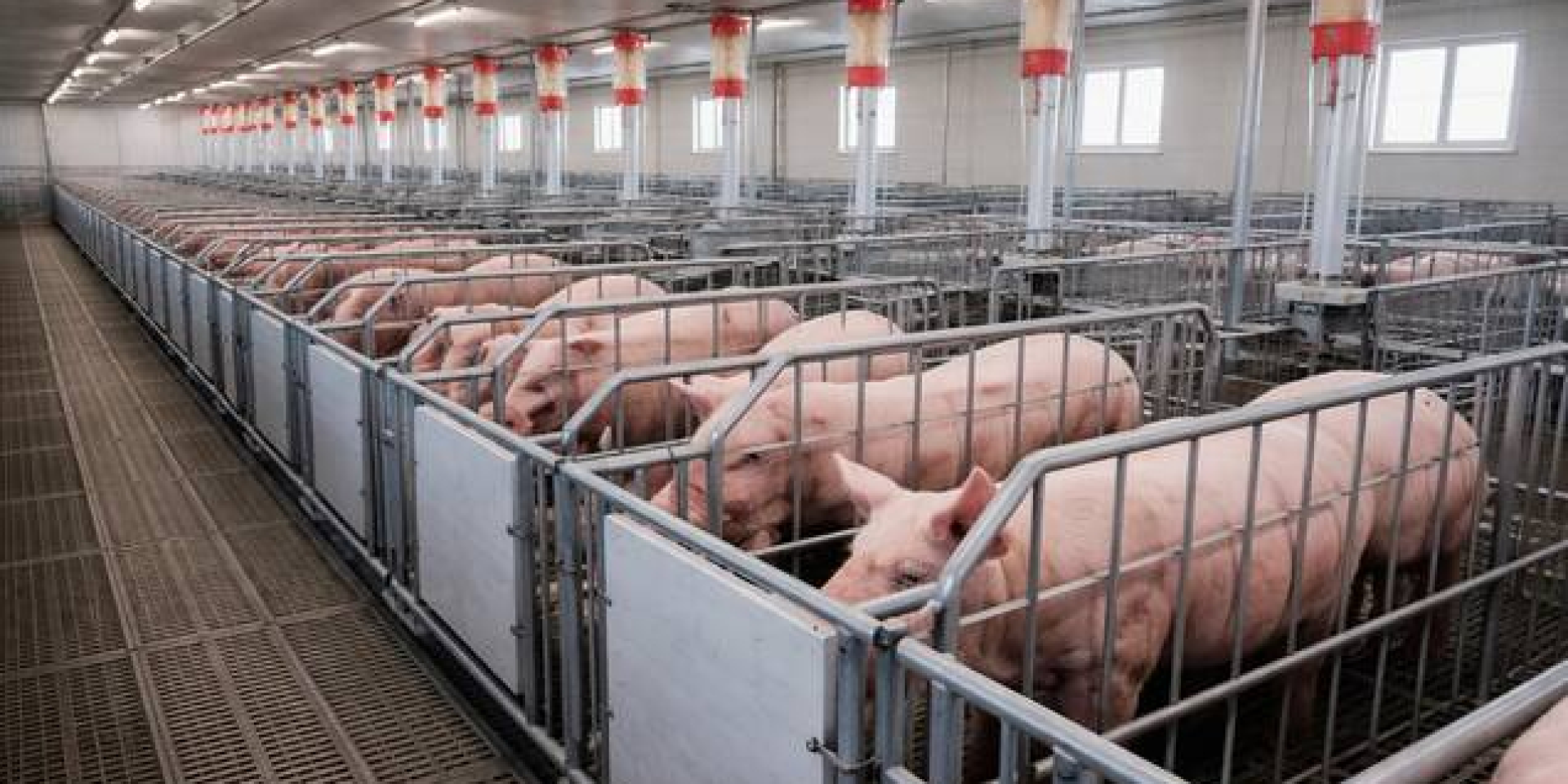 Азиаты готовы покупать украинскую свинину. Как это повлияет на экспорт?