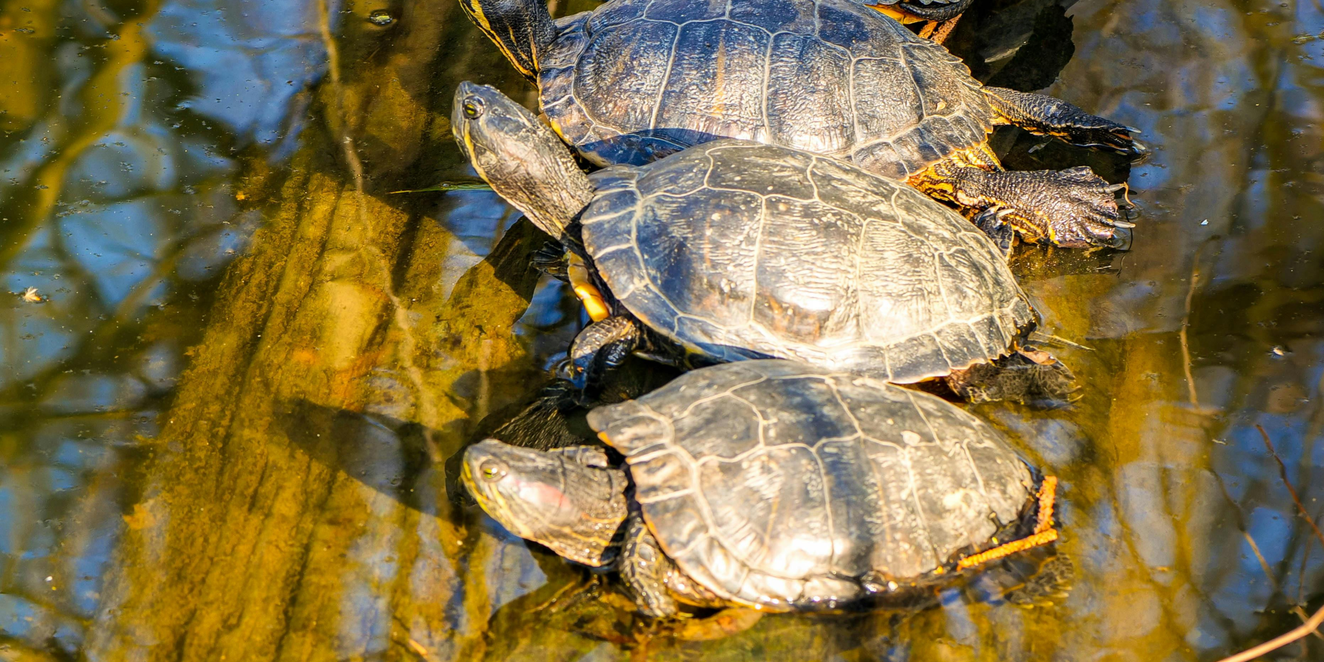 Контейнеры и ложки. Ученые нашли доказательства, что неандертальцы делали из черепах инструменты