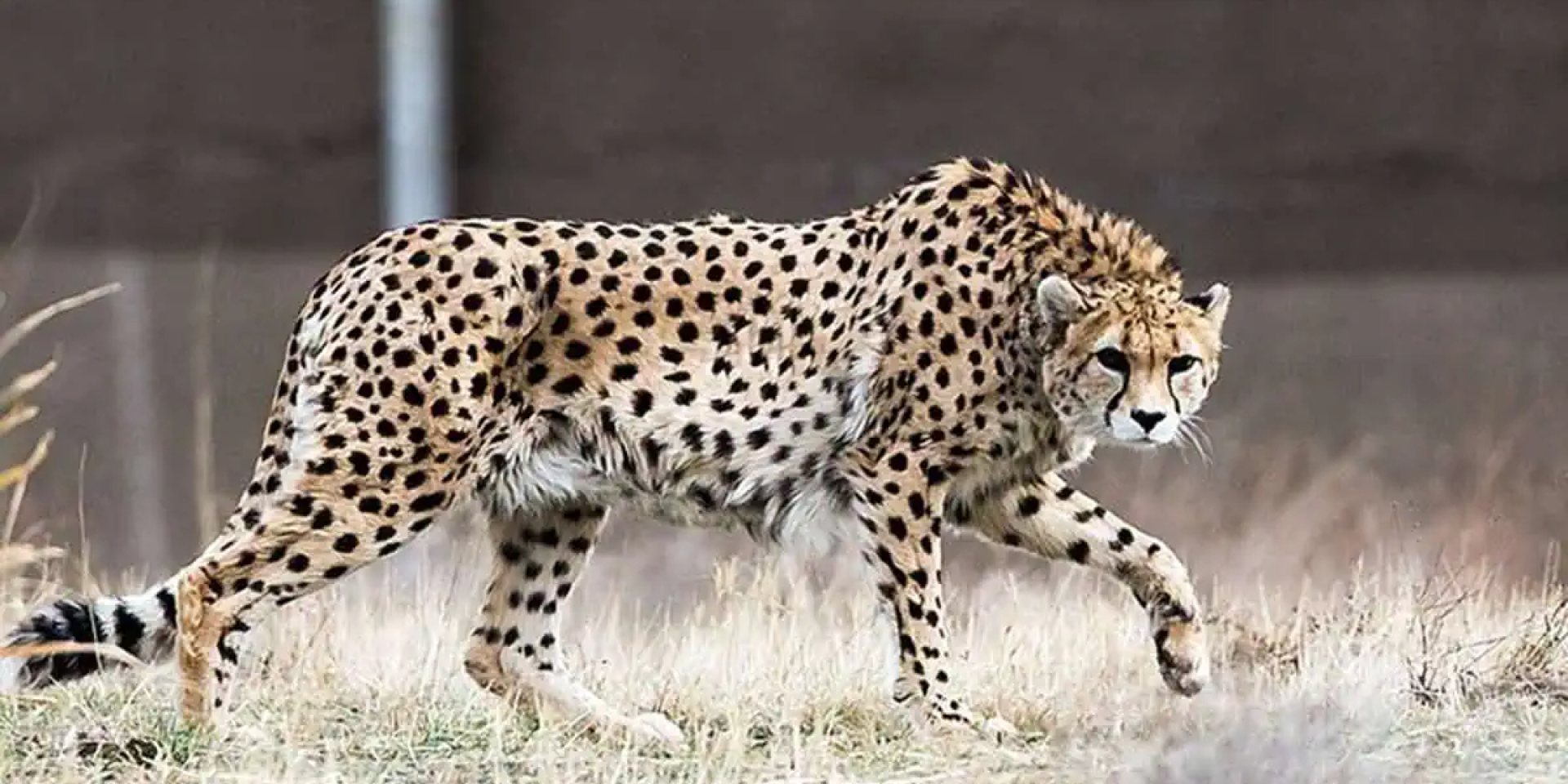 В дикой природе осталось лишь 27 азиатских гепардов. Война в Иране может уничтожить самого редкого хищника