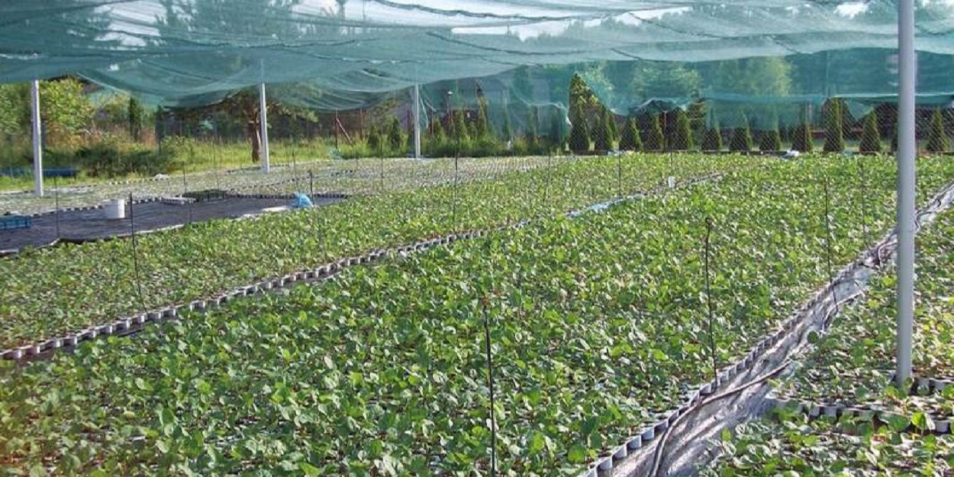 275 гривен за килограмм. В Украине поступил в продажу еще один нишевый овощ нового урожая