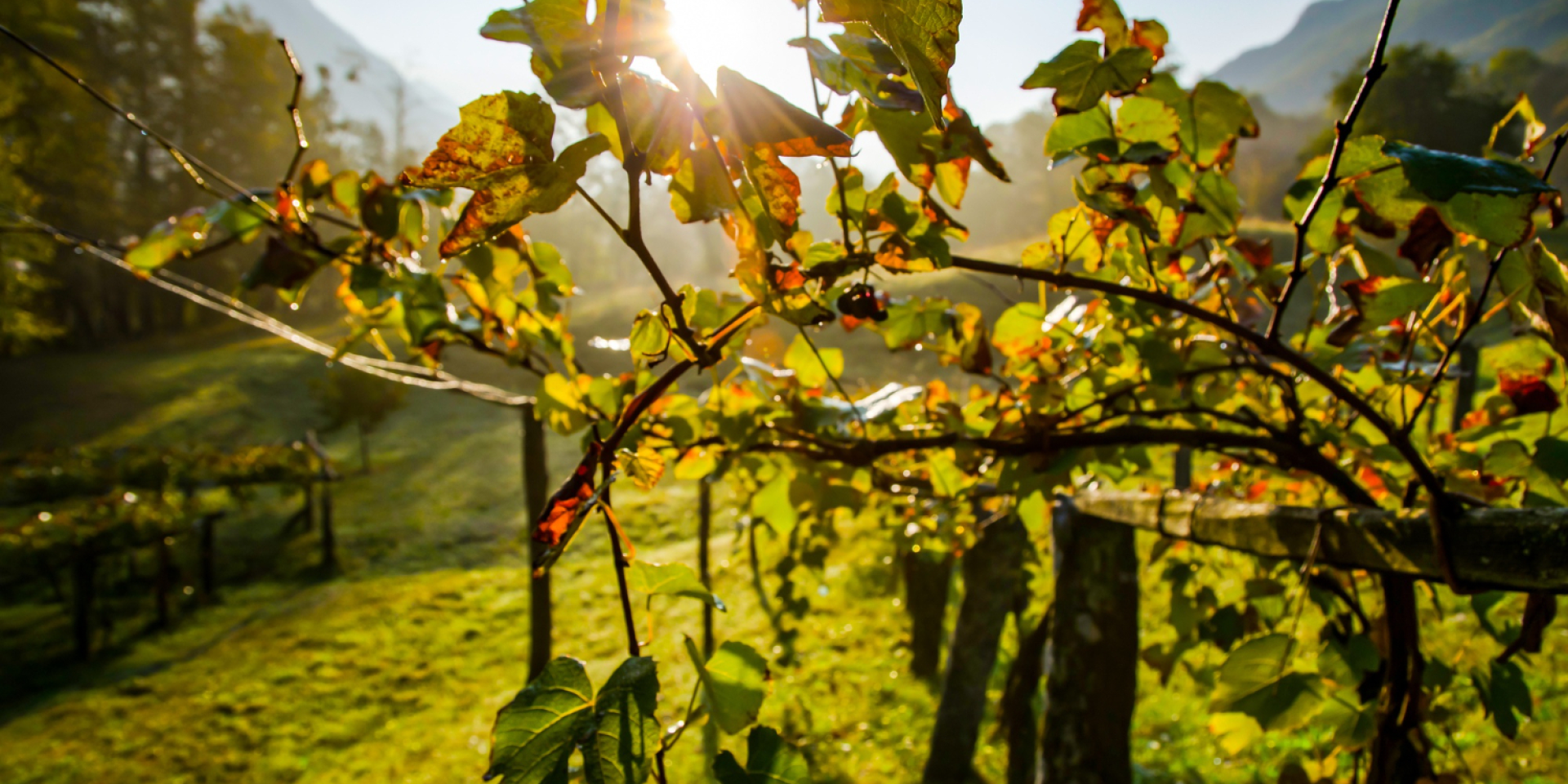 Агрофирма в Винницкой области начала закладку виноградника — две садовые культуры будут обрезать лозы от холодов