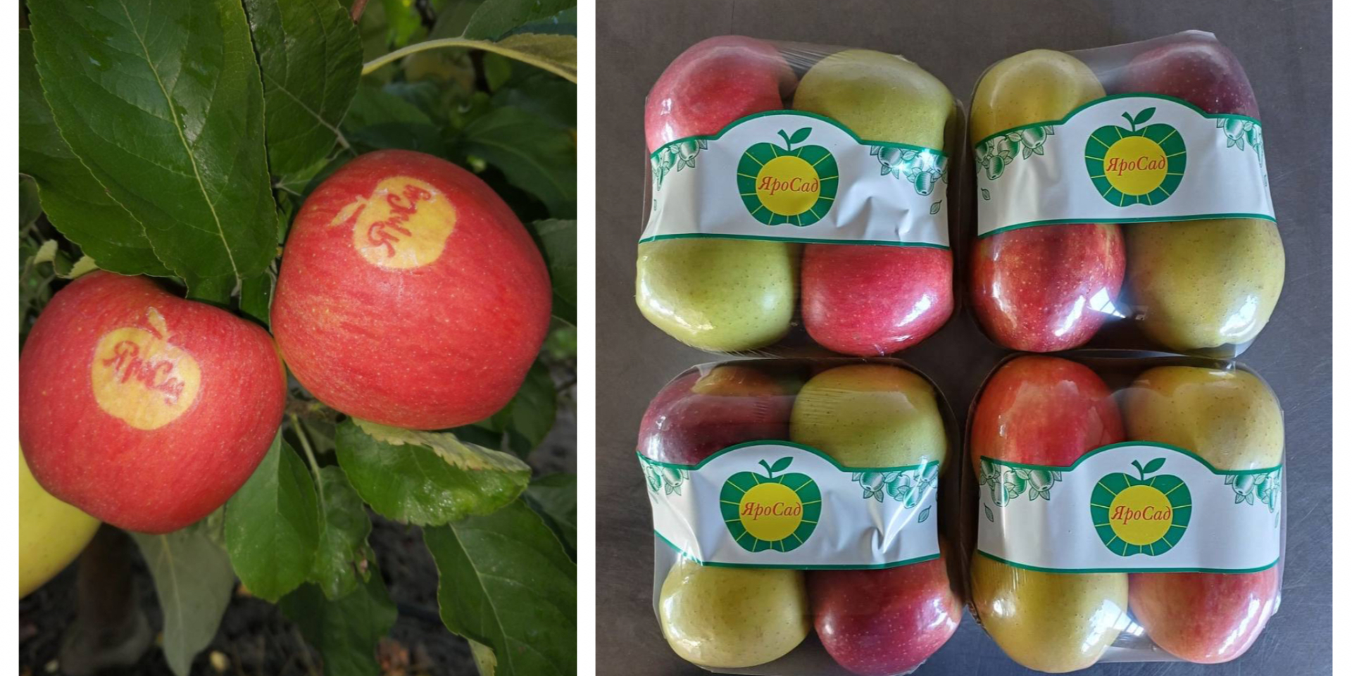 Яблуко, яке дійшло до Малайзії. Як львівське підприємство розвиває садівничий бізнес європейського рівня в умовах війни