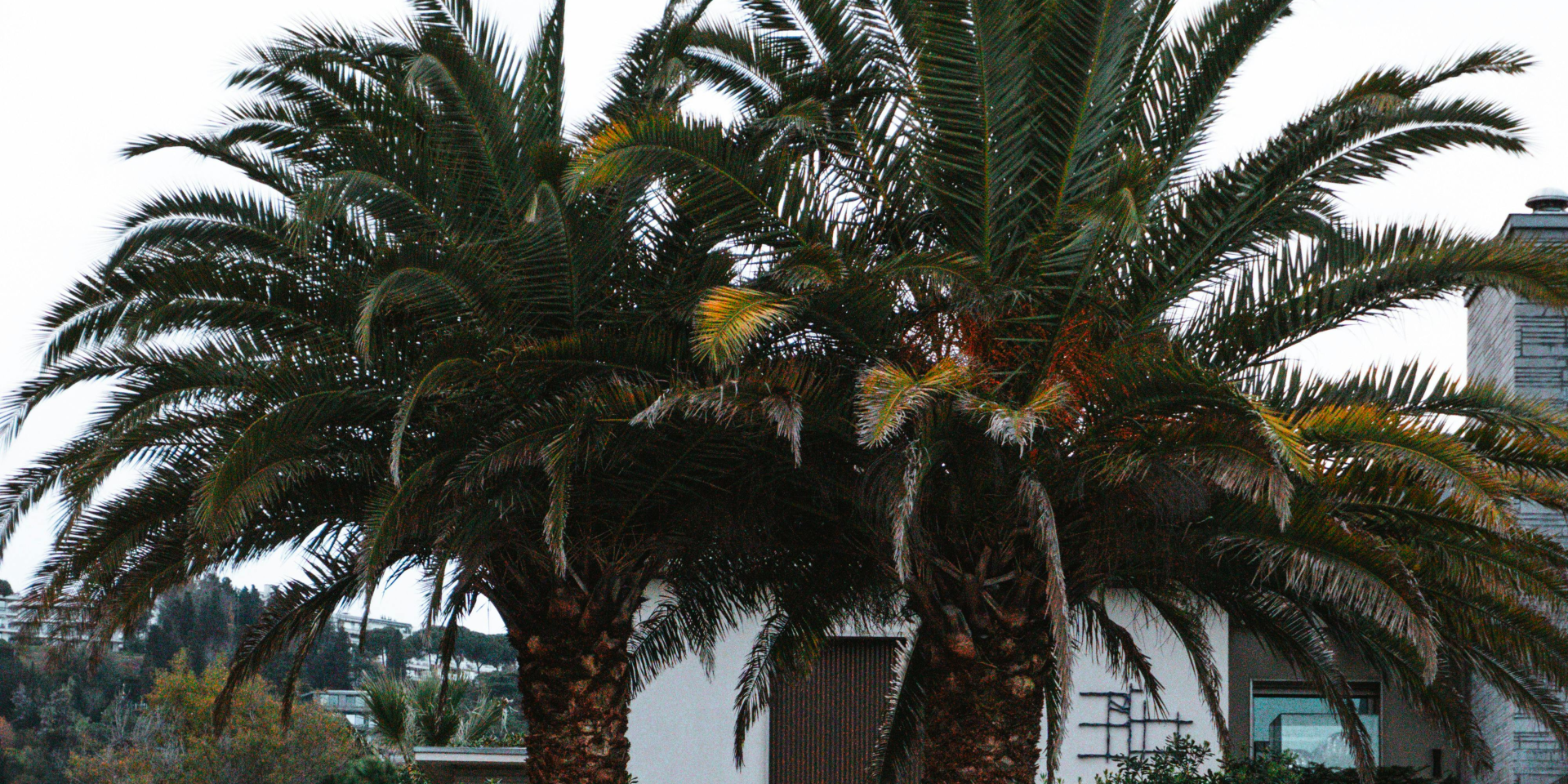 Топливо из пустыни. 150 миллионов финиковых пальм могут стать источником возобновляемого биомасла