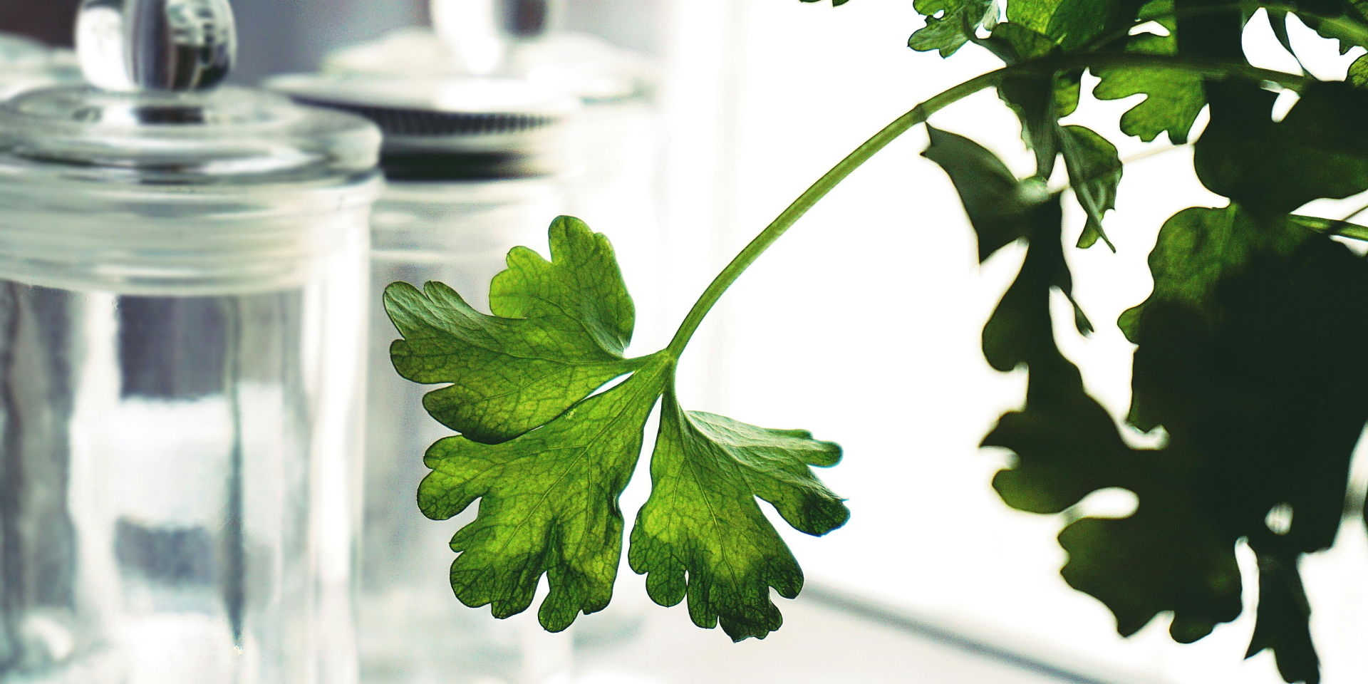 Не поддавайтесь на провокацию. Какую петрушку лучше использовать для своих блюд — и как правильно ее добавлять