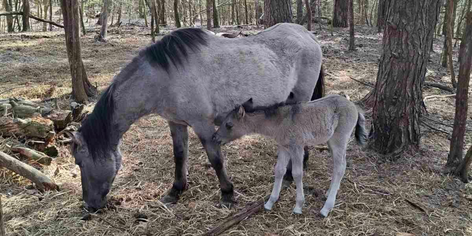 Пасхальное чудо на Львовщине. В Яворовском нацпарке родился жеребенок краснокнижных тарпанов
