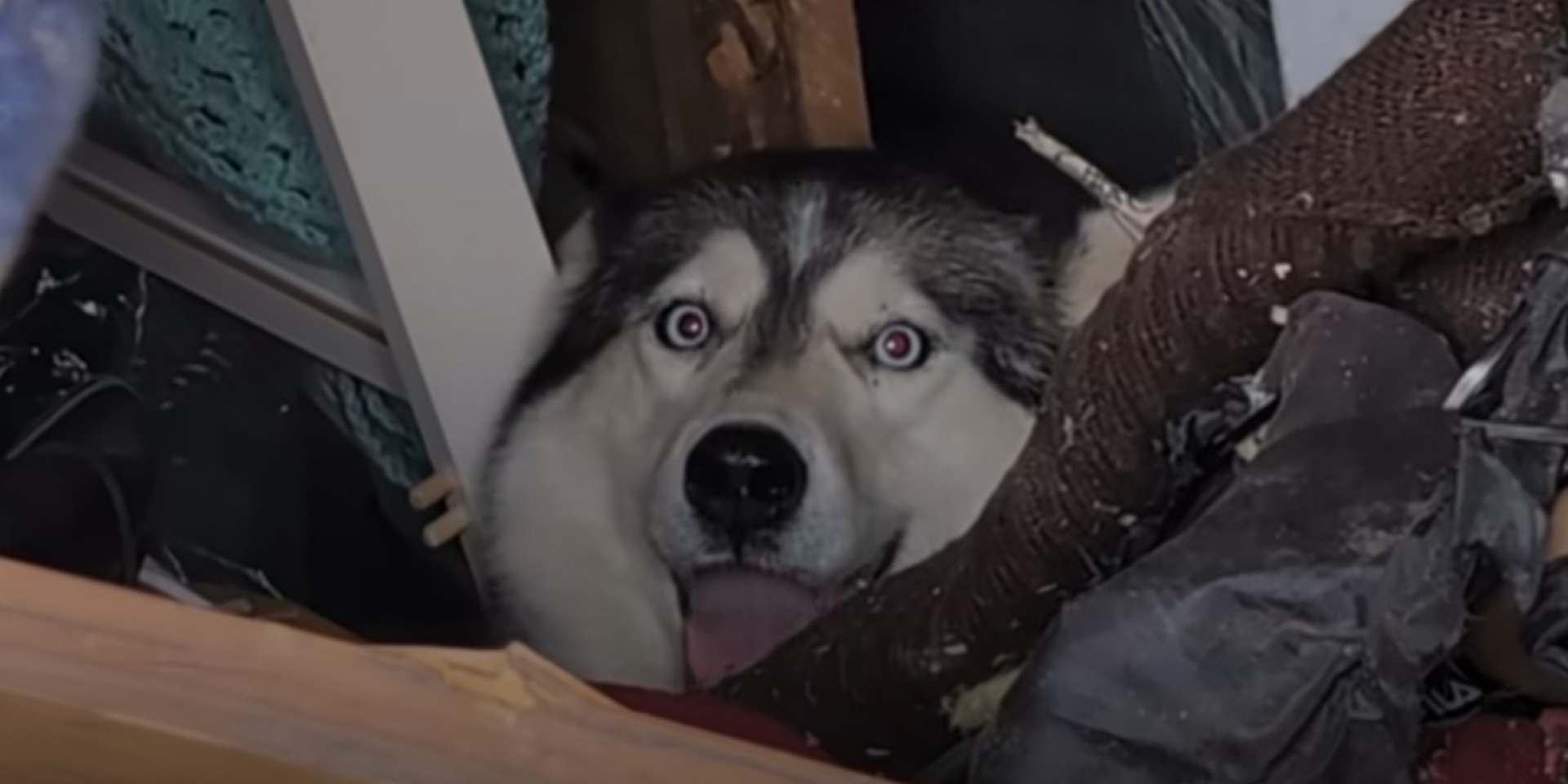 Корреспондент NV Сергей Окунев помог достать собаку из-под завалов в Киеве — видео