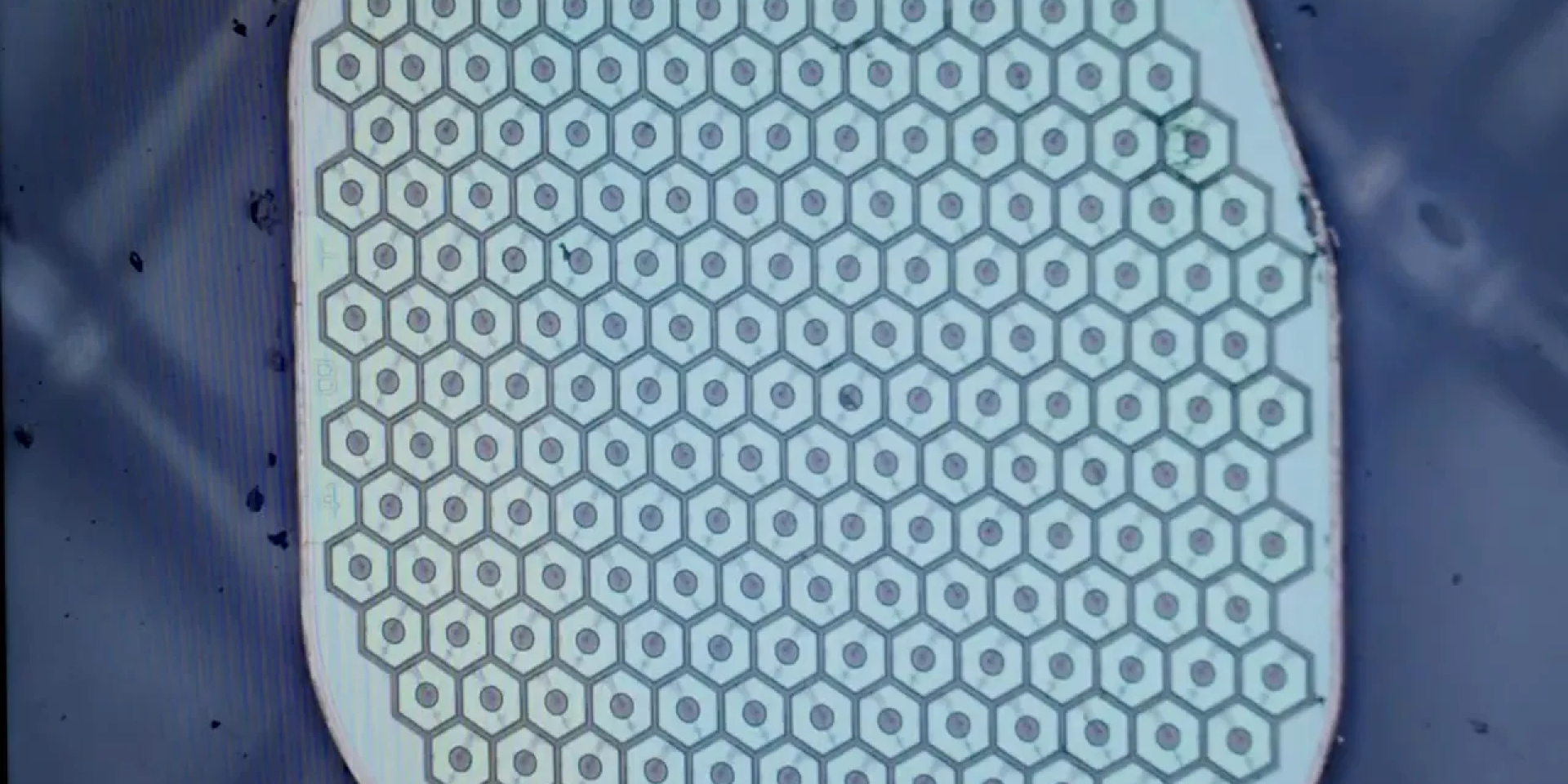 Живые нейроны с электроникой. Стартап Science планирует впервые имплантировать сенсор в мозг человека