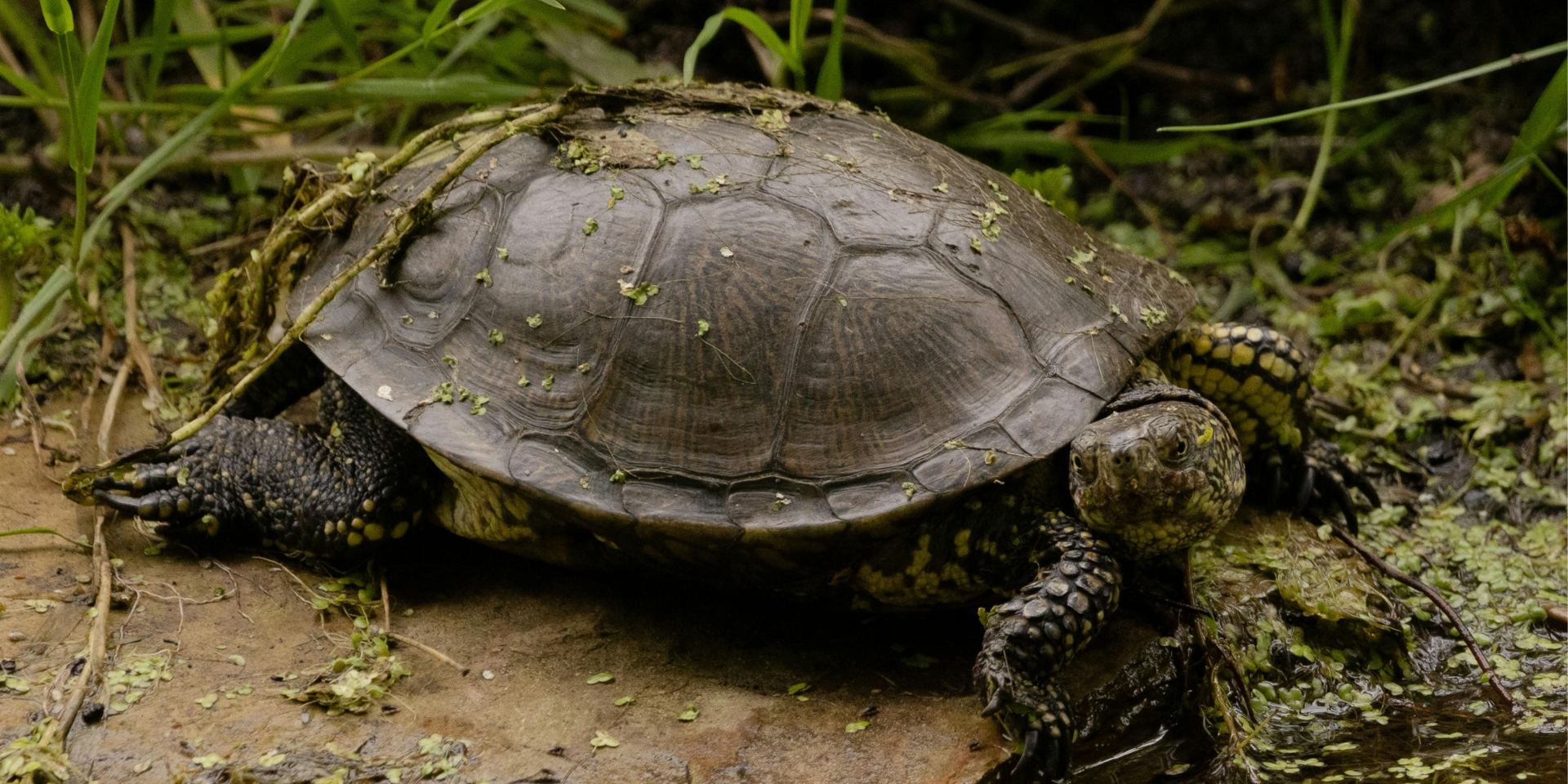 Черепахи были перекусами для неандертальцев 125 000 лет назад — исследование