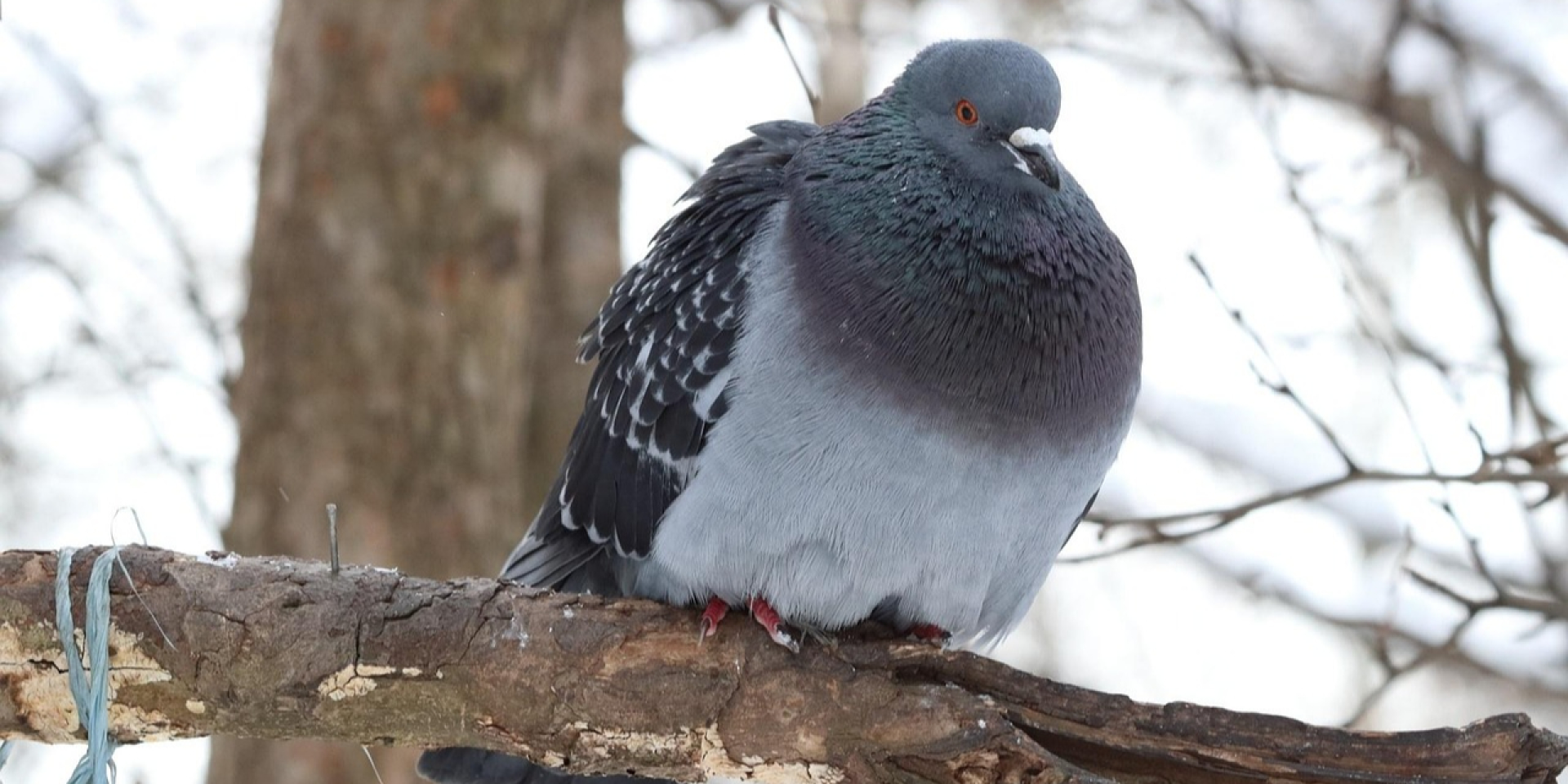 «Волна холода». Синоптик предупредил о снижении температуры, дождях, грозах и когда в Украину вернутся заморозки