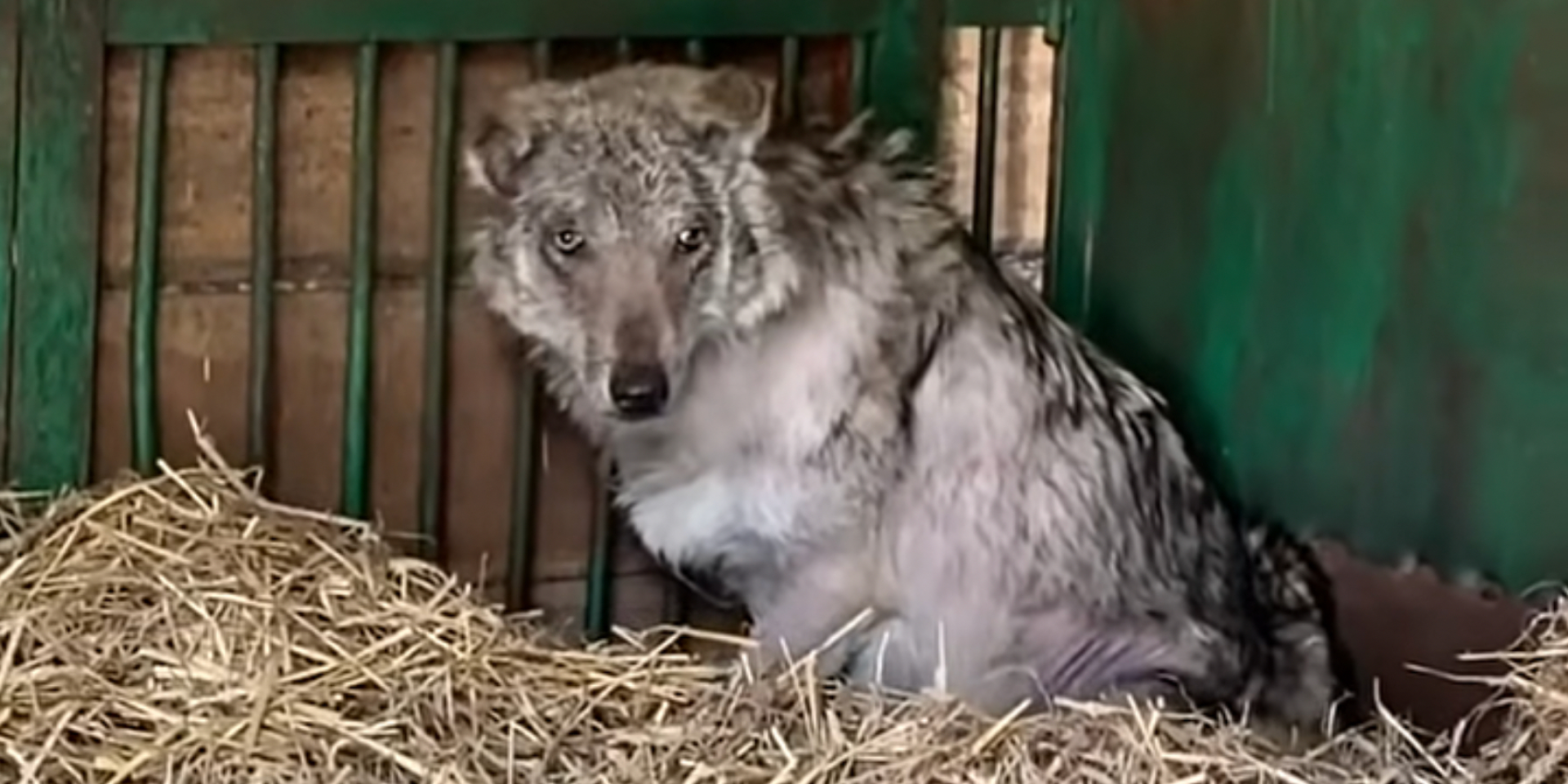 Вовк Байк має сильний посттравматичний синдром (Фото: Скріншот відео Facebook Wild Animals Rescue Center)