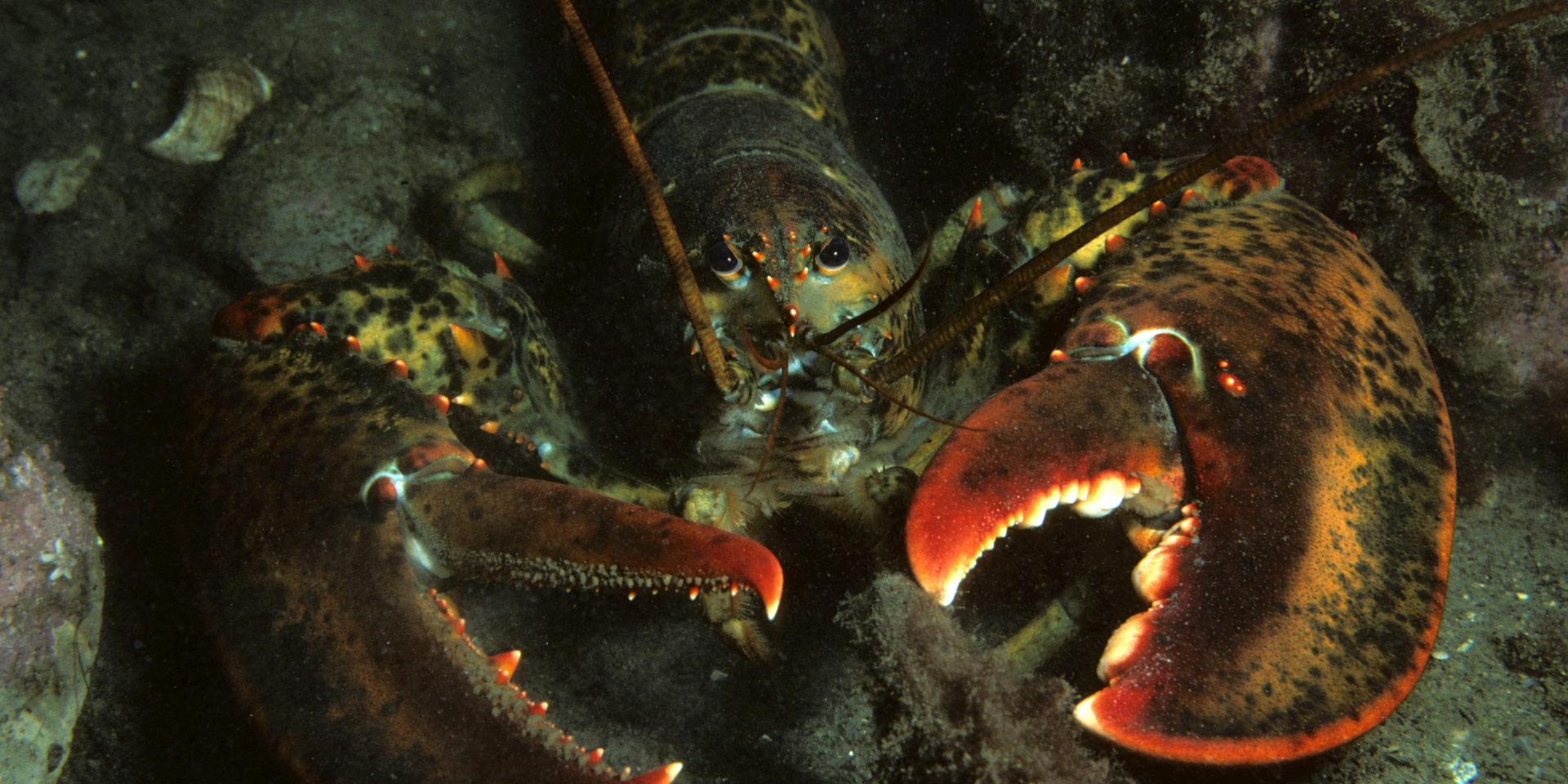 Аспирин для лобстера. Ученые доказали, что ракообразные чувствуют боль так же как и люди