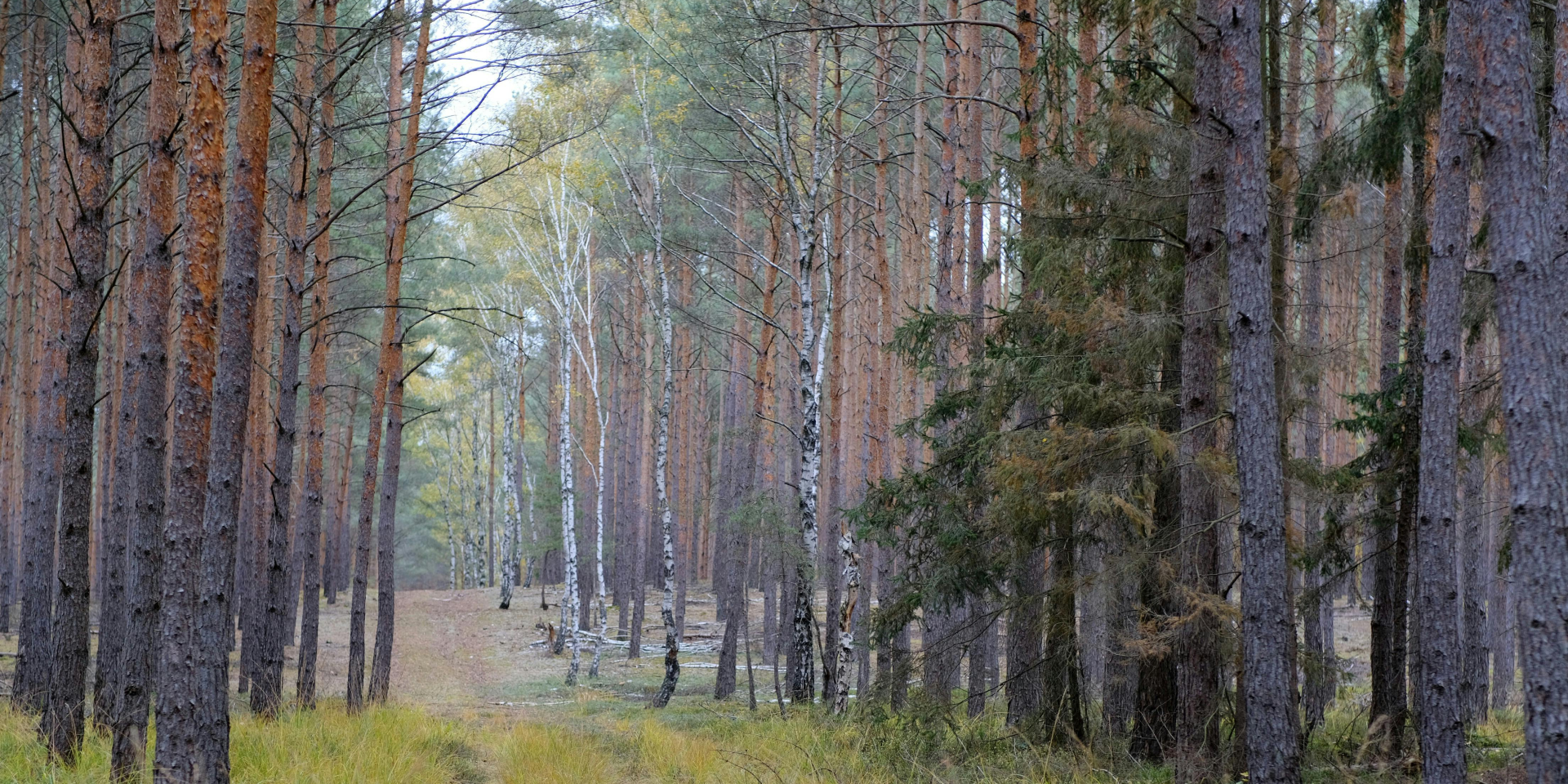 Диффузия против влаги. Немецкие леса начали поглощать на 3% больше метана ежегодно