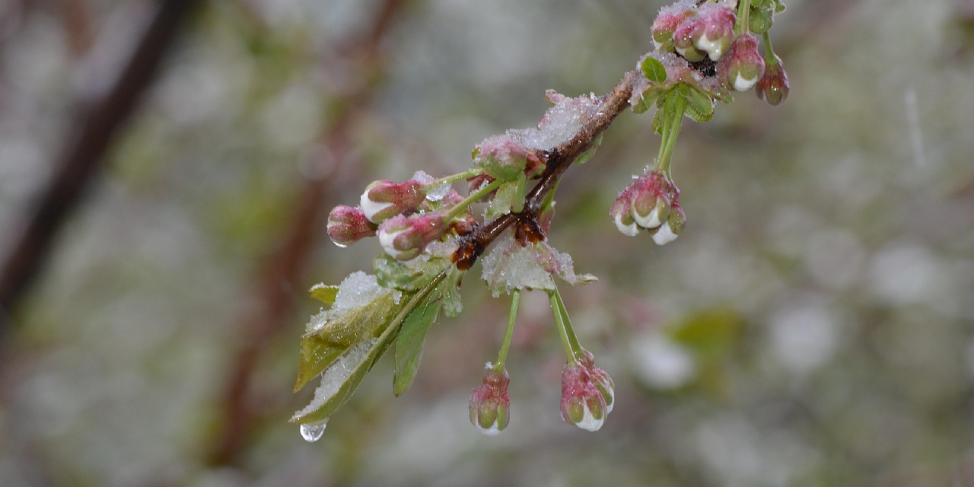 Заморозки на почве и в воздухе. Синоптики предупредили о холодных ночах в Украине и где пройдет дождь в начале недели