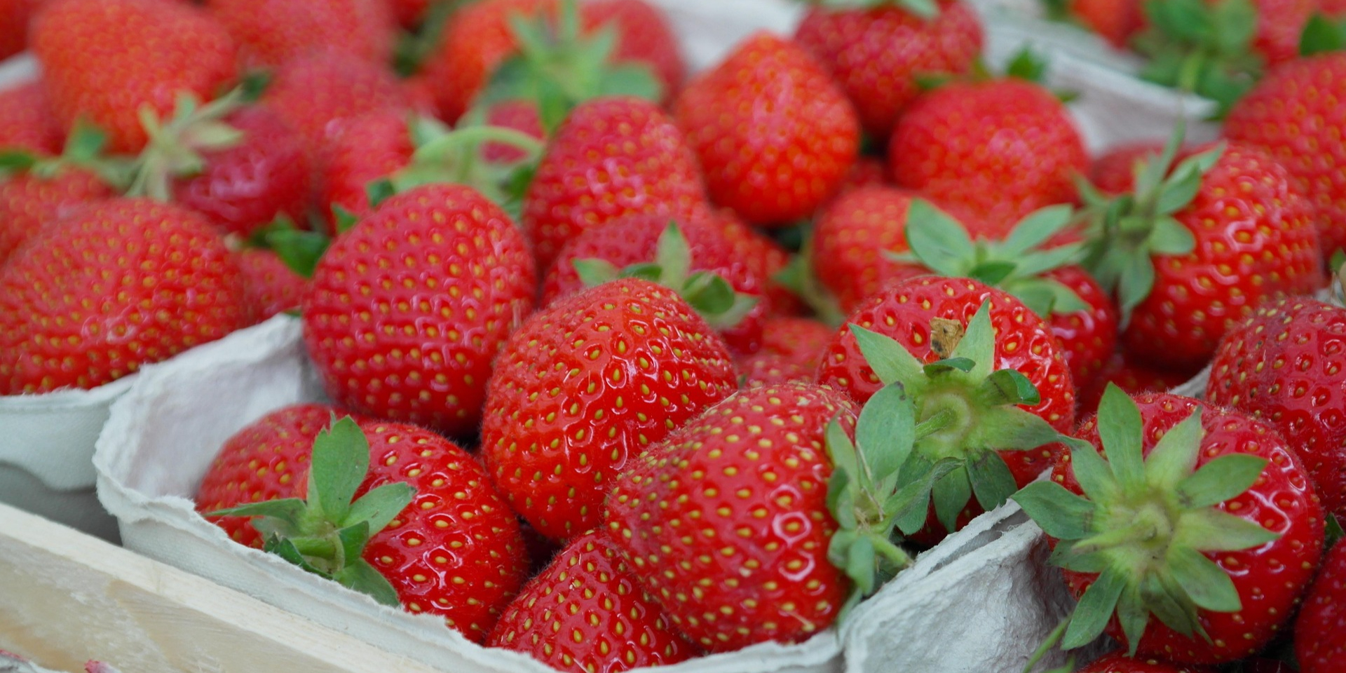 «Заморозки остаются ключевым риском». Фермер рассказал, как погода повлияет на цены клубники и малины в 2026 году