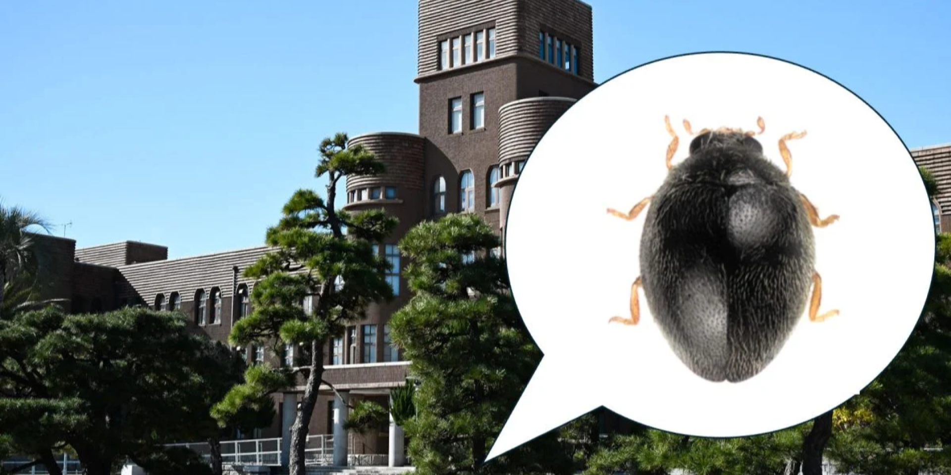 Невидимые соседи. Рядовая проверка сосен открыла новый вид японской божьей коровки