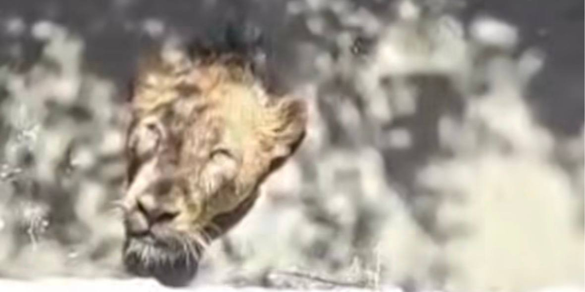 В Индии спасли льва, который упал в 9-метровый колодец — видео обнародовали в сети