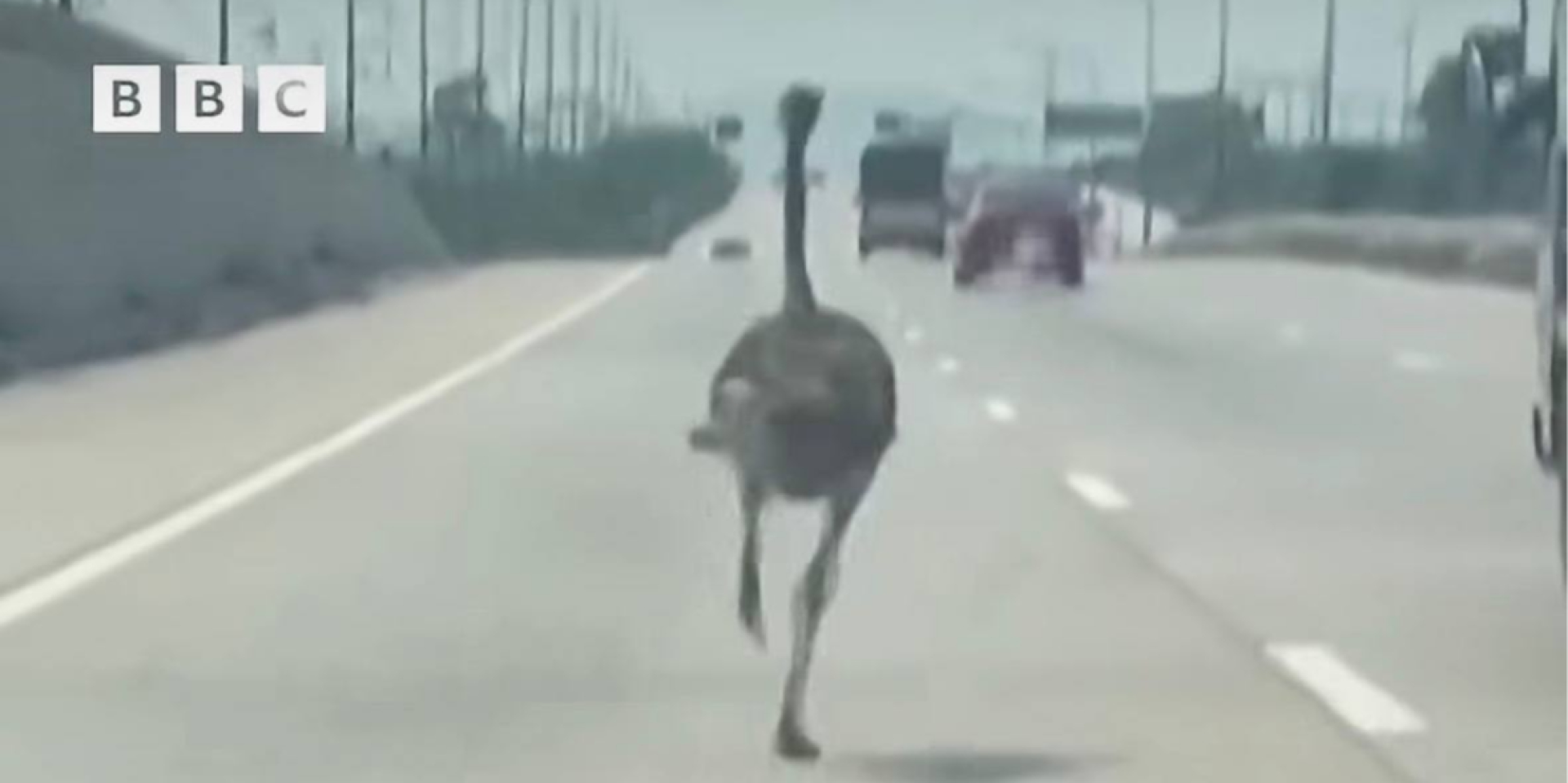 Не часто такое увидишь. На автомагистрали в Таиланде заметили страуса, который сбежал от хозяина — видео