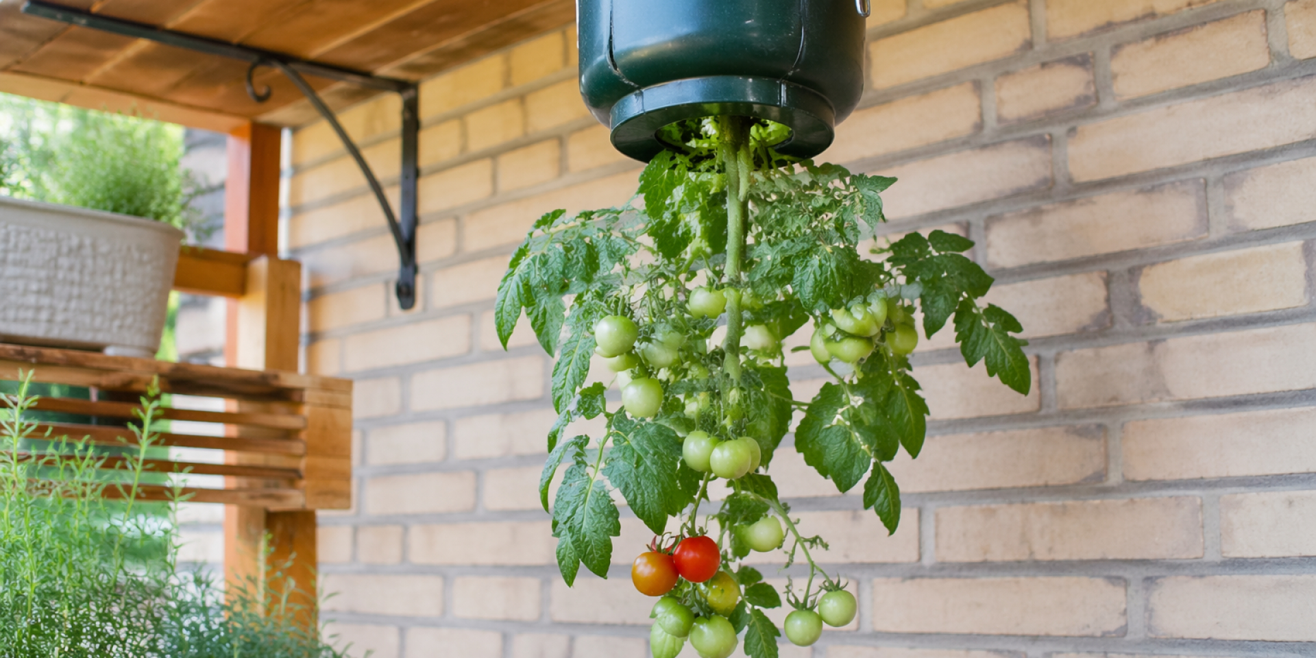 Даже когда нет огорода. Почему европейцы высаживают томаты вверх ногами