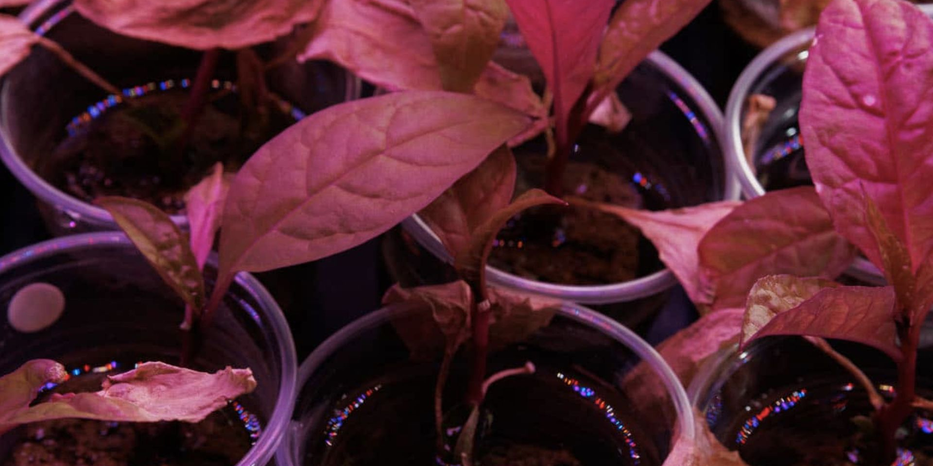 Без уничтожения. Ученые в США научились проще измерять редкоземельные элементы в растениях