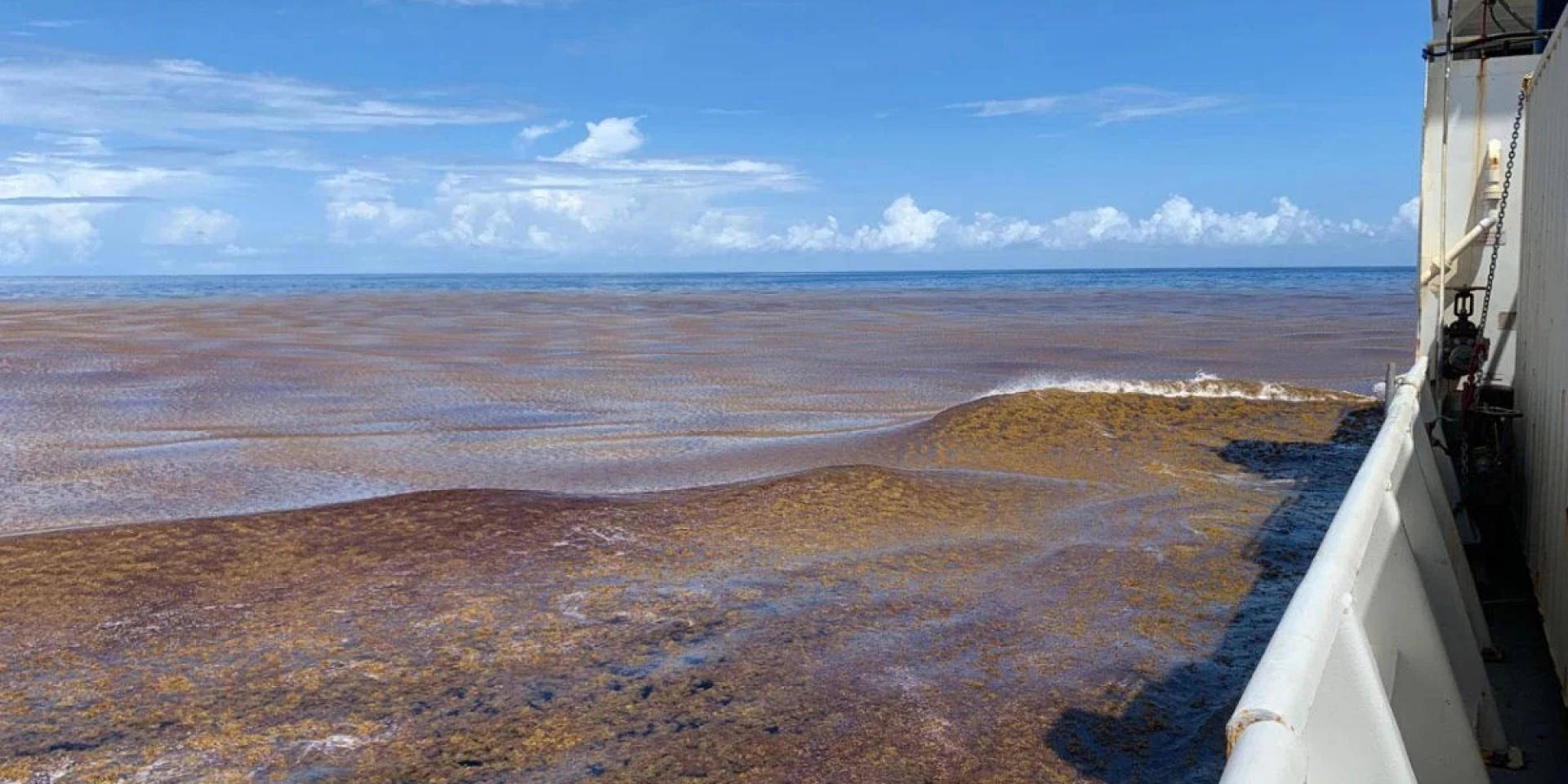 Глобальная картина. ИИ показал стремительный рост плавающих водорослей в мировом океане