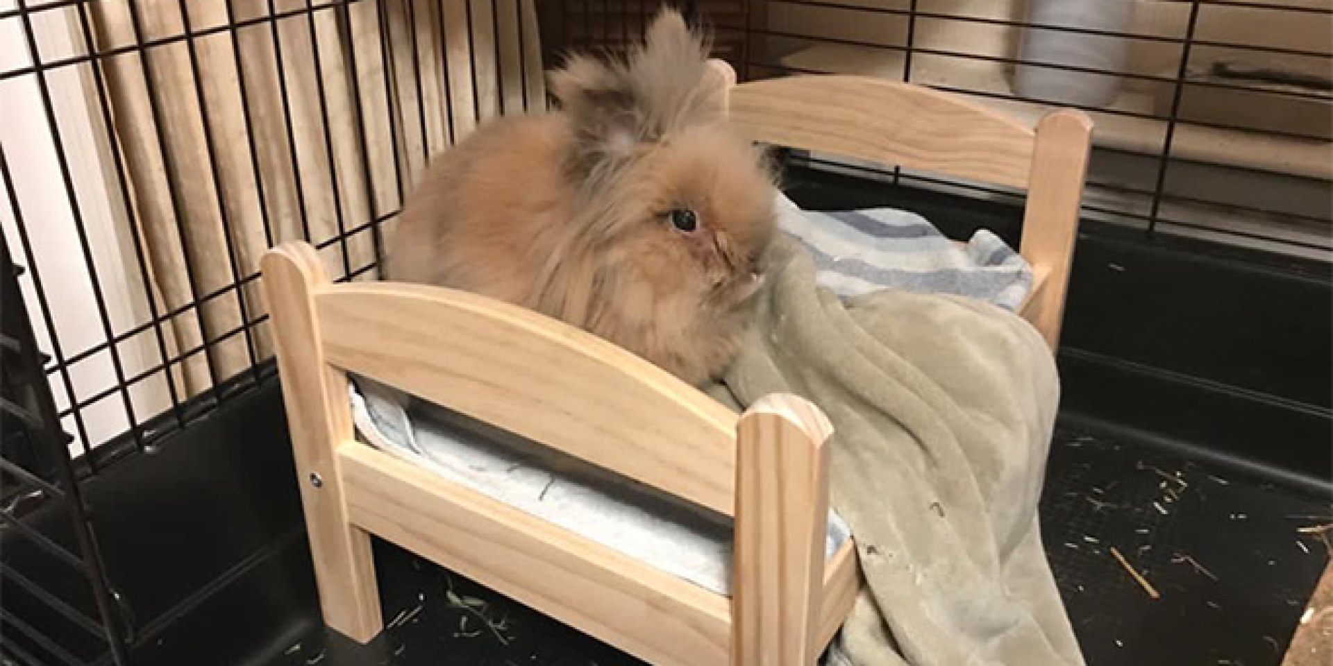 Имеет уже третью партнершу. В Британии кролик попал в Книгу рекордов Гиннеса как самый старый в мире