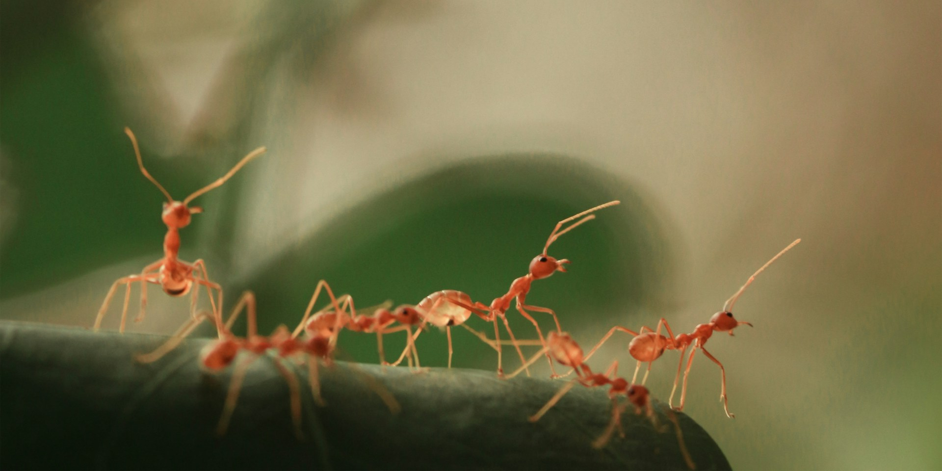 Дослідники з Гарварду надихалися мурахами при створенні роботів (Фото: Unsplash)