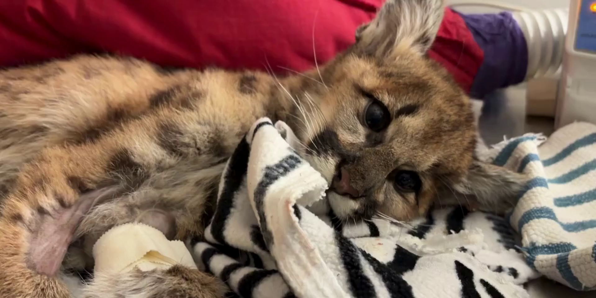 Приют для пум. Зоопарк в США выхаживает двух осиротевших детенышей — причина