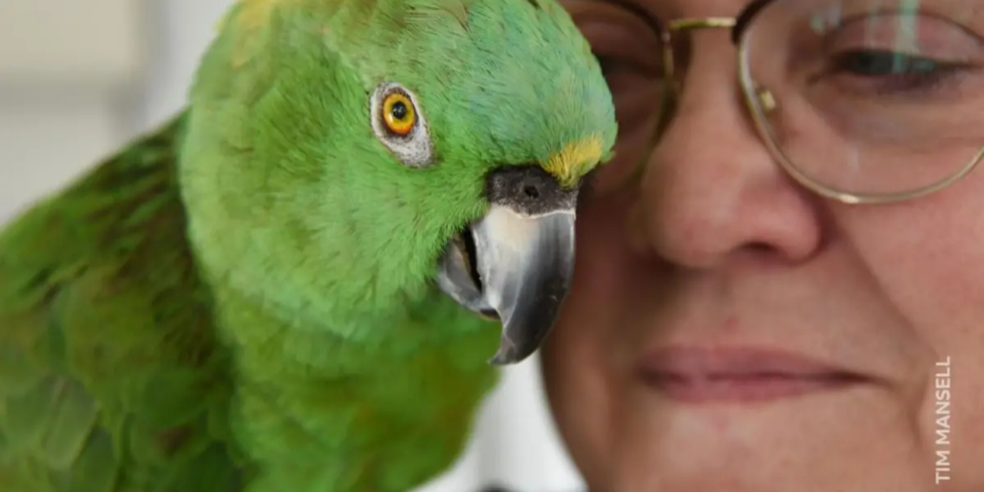 «Мой попугай приревновал меня — и не разговаривал со мной 40 лет» — BBC