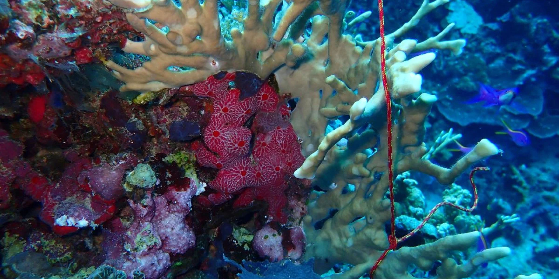 Скрытая экосистема. Коралловые рифы оказались очагом тысяч неизвестных микроорганизмов — исследование