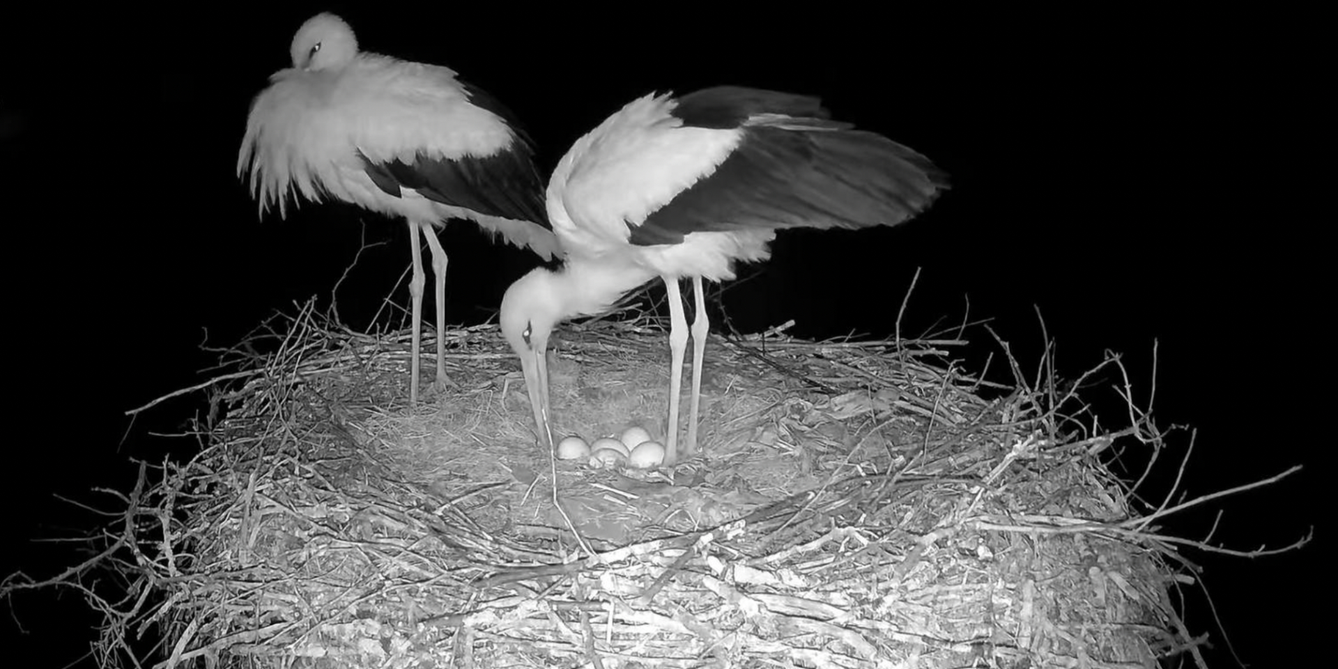 В гнезде Одарки и Грицика появилось последнее яйцо — когда ждать птенцов