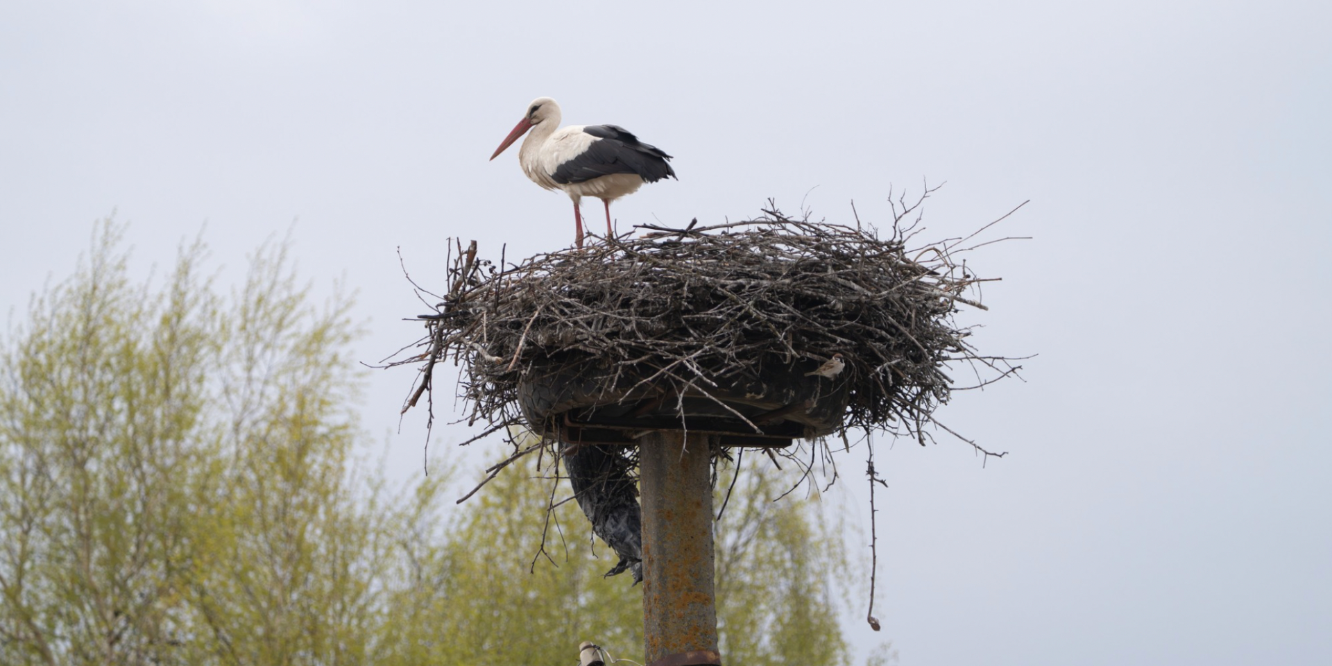 Аист, который семь лет гнездился в Польше, на этот раз поселился в украинском селе