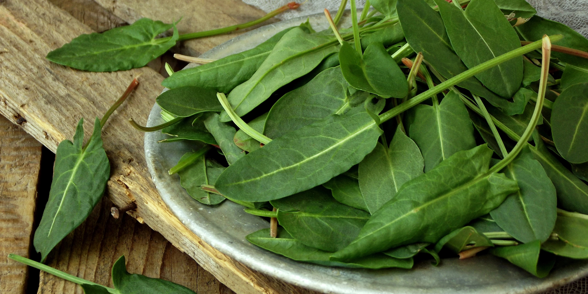 Не только для борща. Как звездный шеф предлагает использовать щавель