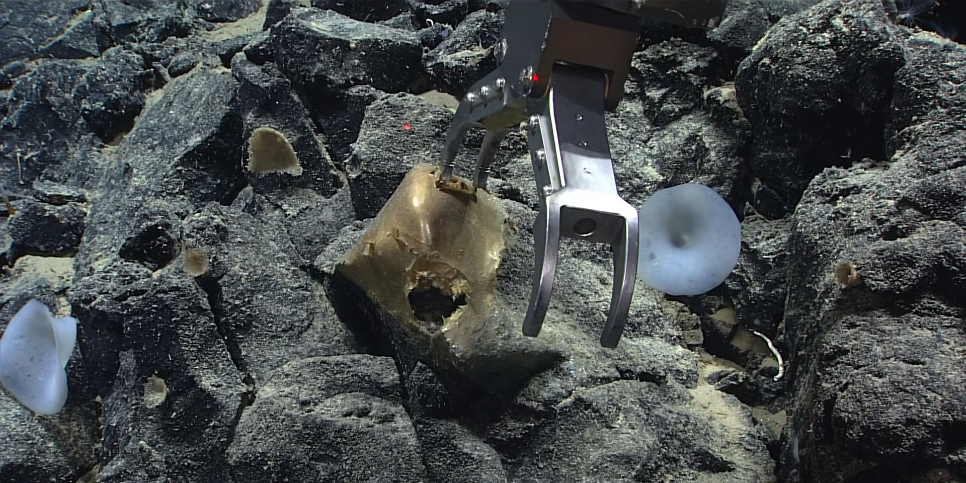 Находка на дне океана. Ученые раскрыли тайну происхождения загадочного золотого шара