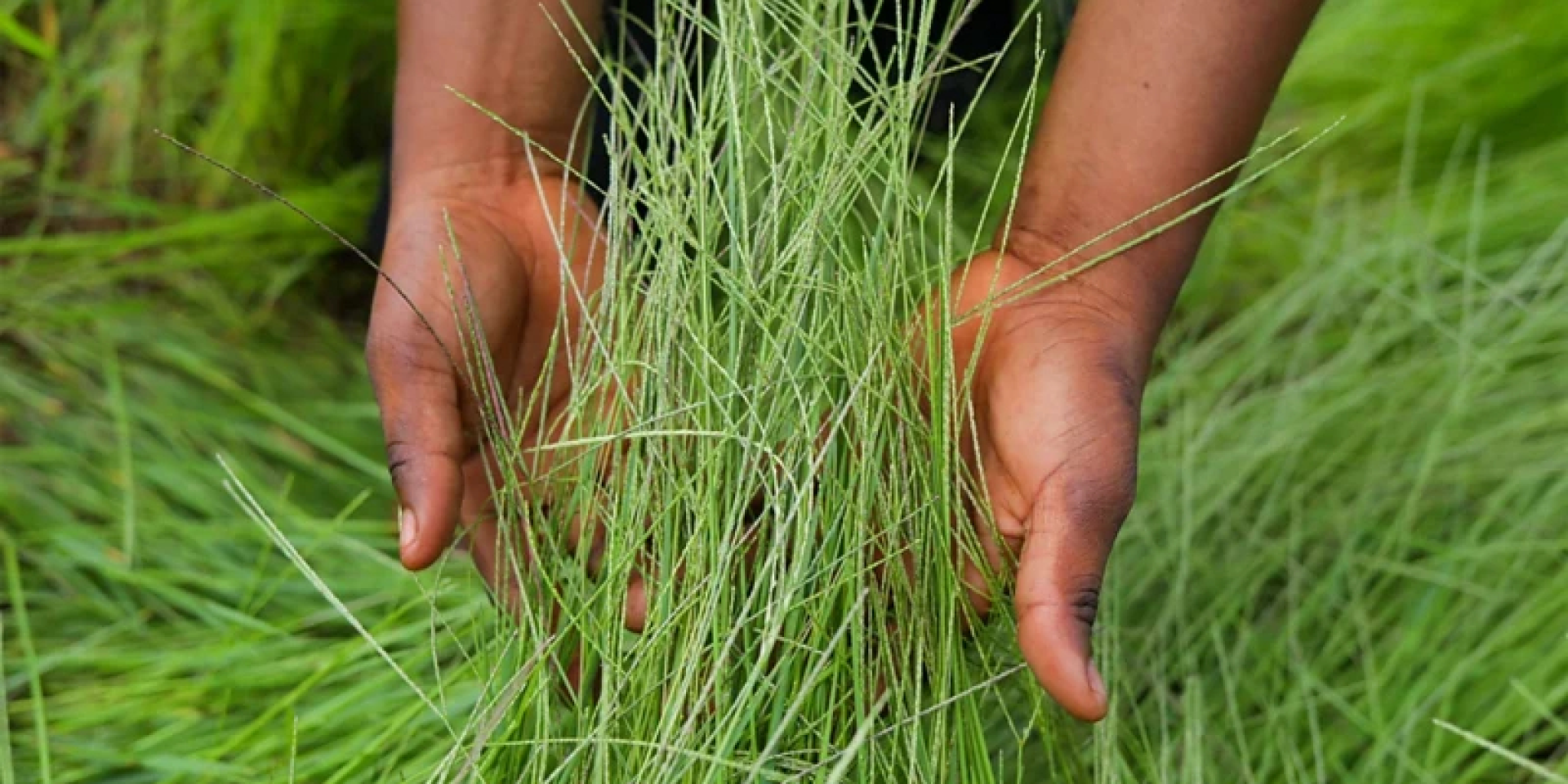 Древние зерновые: действительно ли они полезнее. Вся правда о киноа и спельте