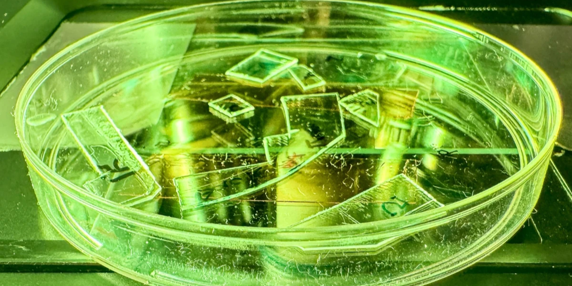 Лучше дезинфекции. Ученые создали пленку, которая физически разрывает вирусы на поверхностях