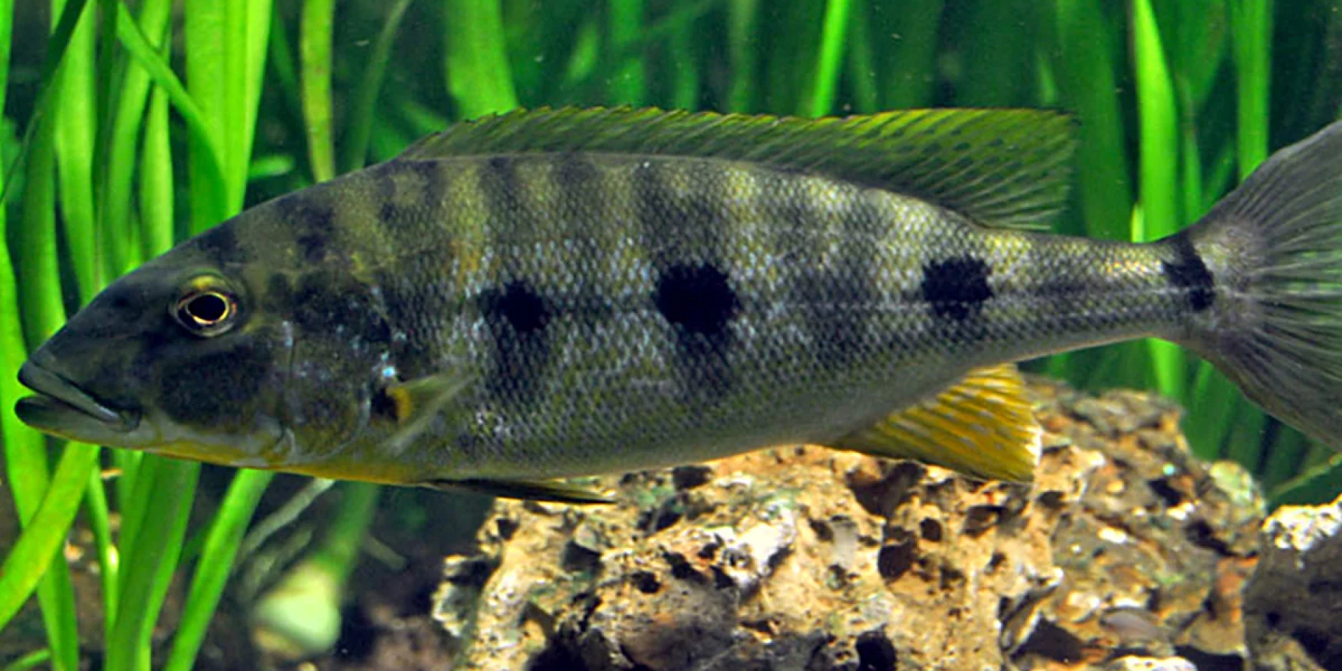 Смотри в глаза. Ученые говорят, что рыбы в озере Танганьика распознают взгляд человека и становятся злыми