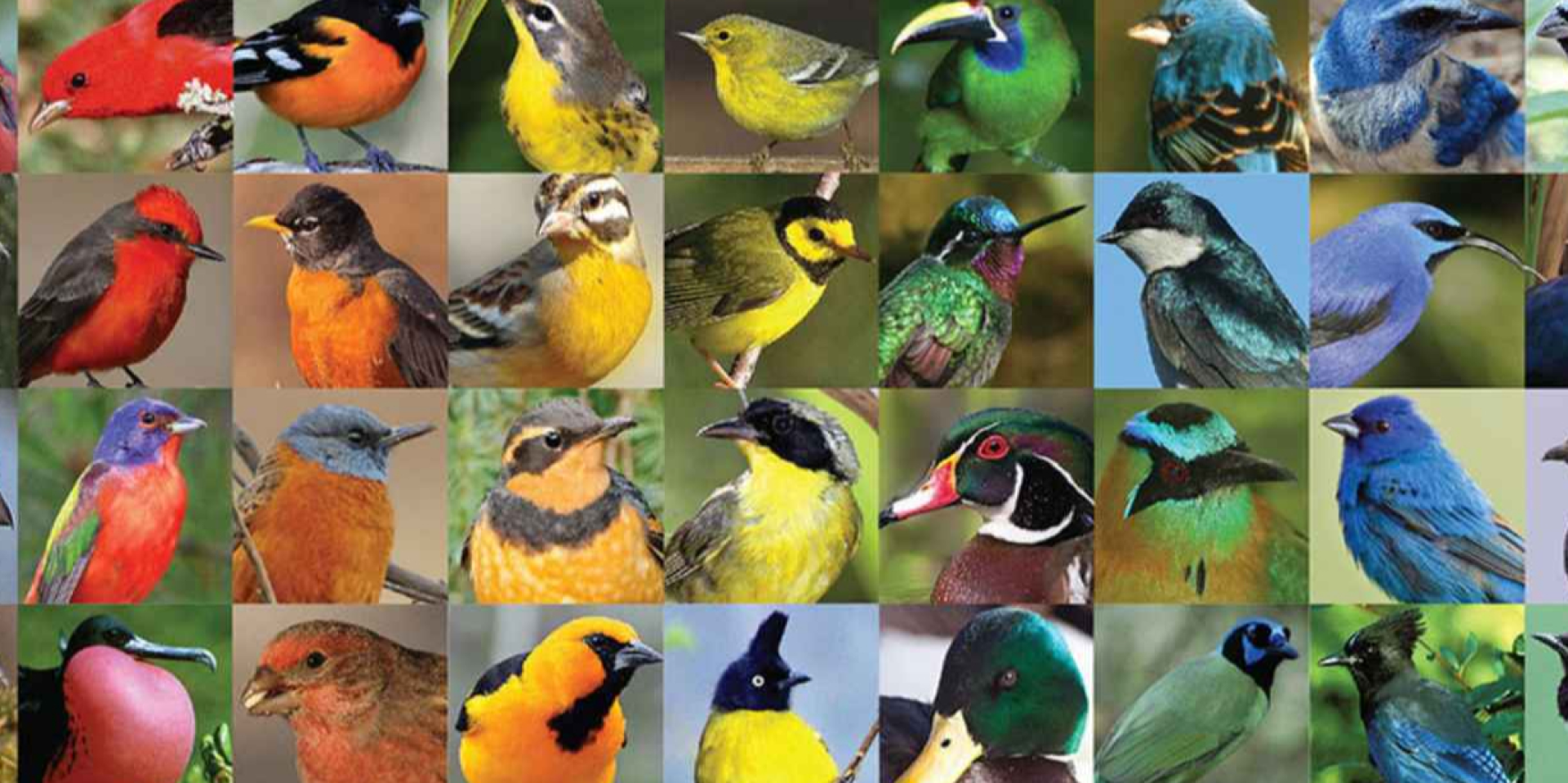 Синий вместо зеленого. Редкая мутация попугая поразила ученых в Бразилии