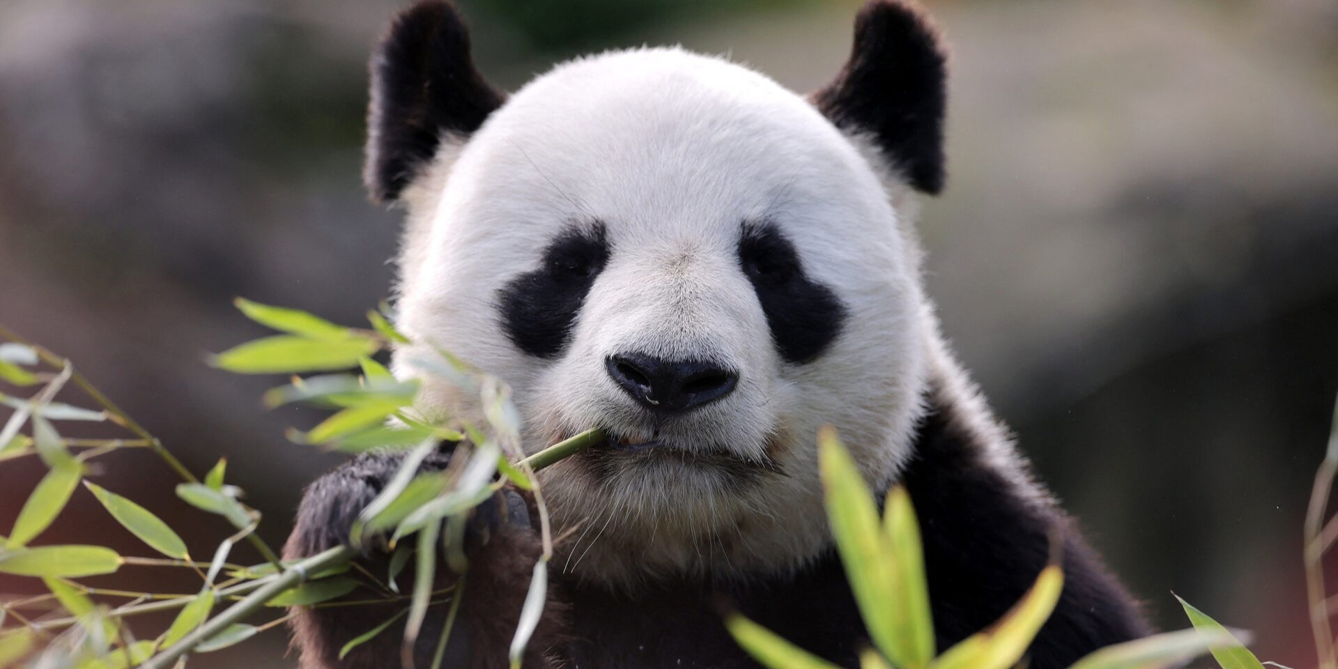 Китай передаст США двух панд накануне встречи Трампа и Си Цзиньпиня