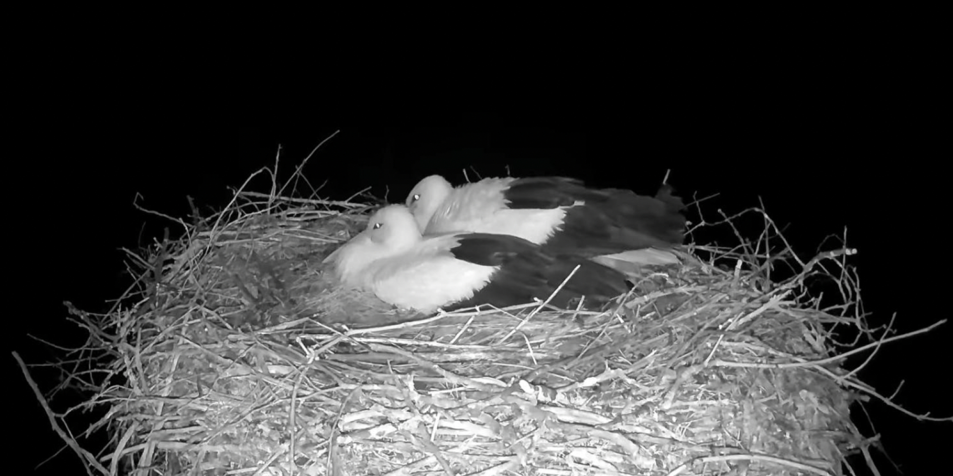 «Обдувало со всех сторон»: как аисты Одарка и Грицик пережили ветреный день