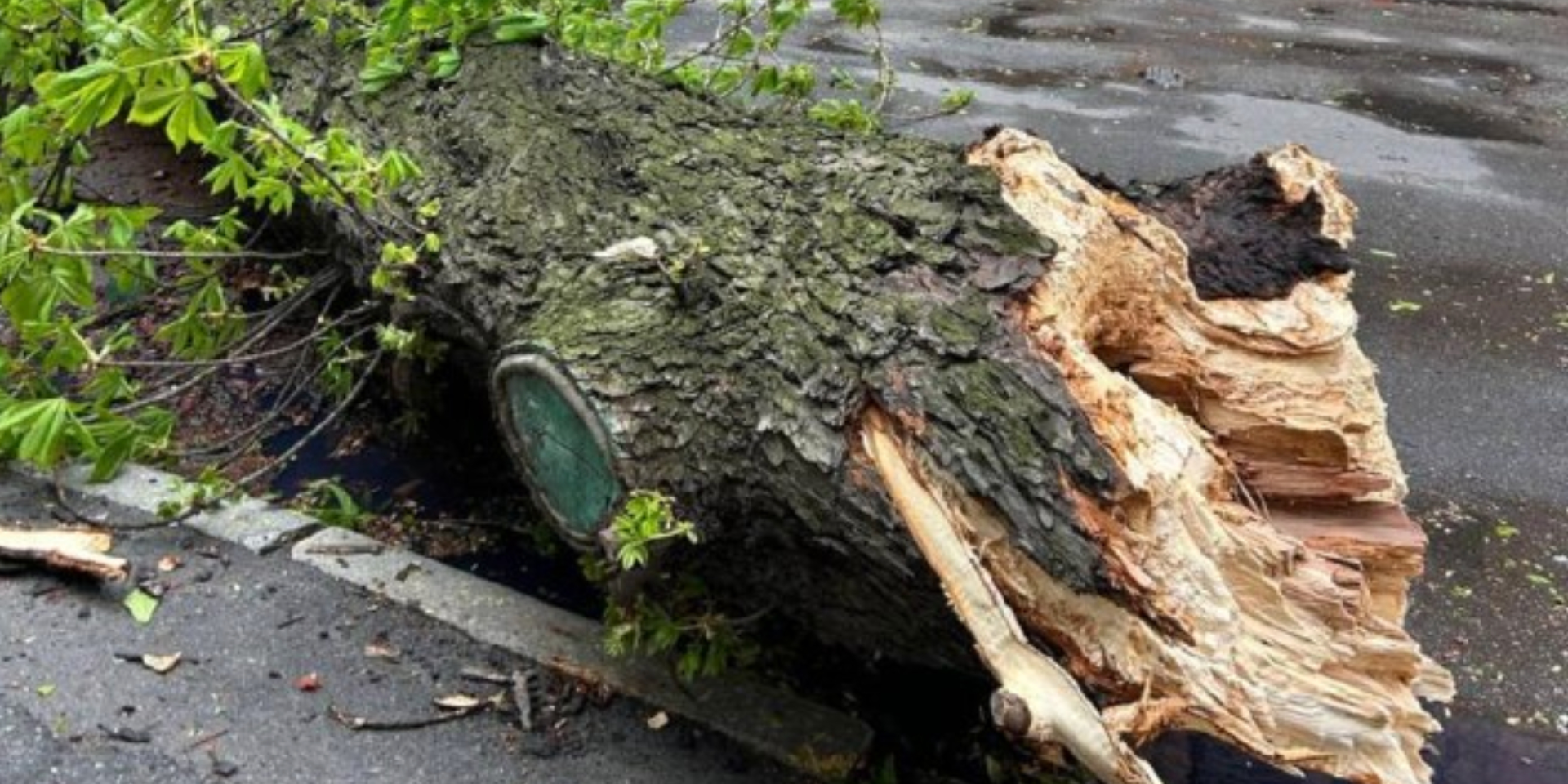 В Киеве из-за непогоды сломался 150-летний каштан Иващенко