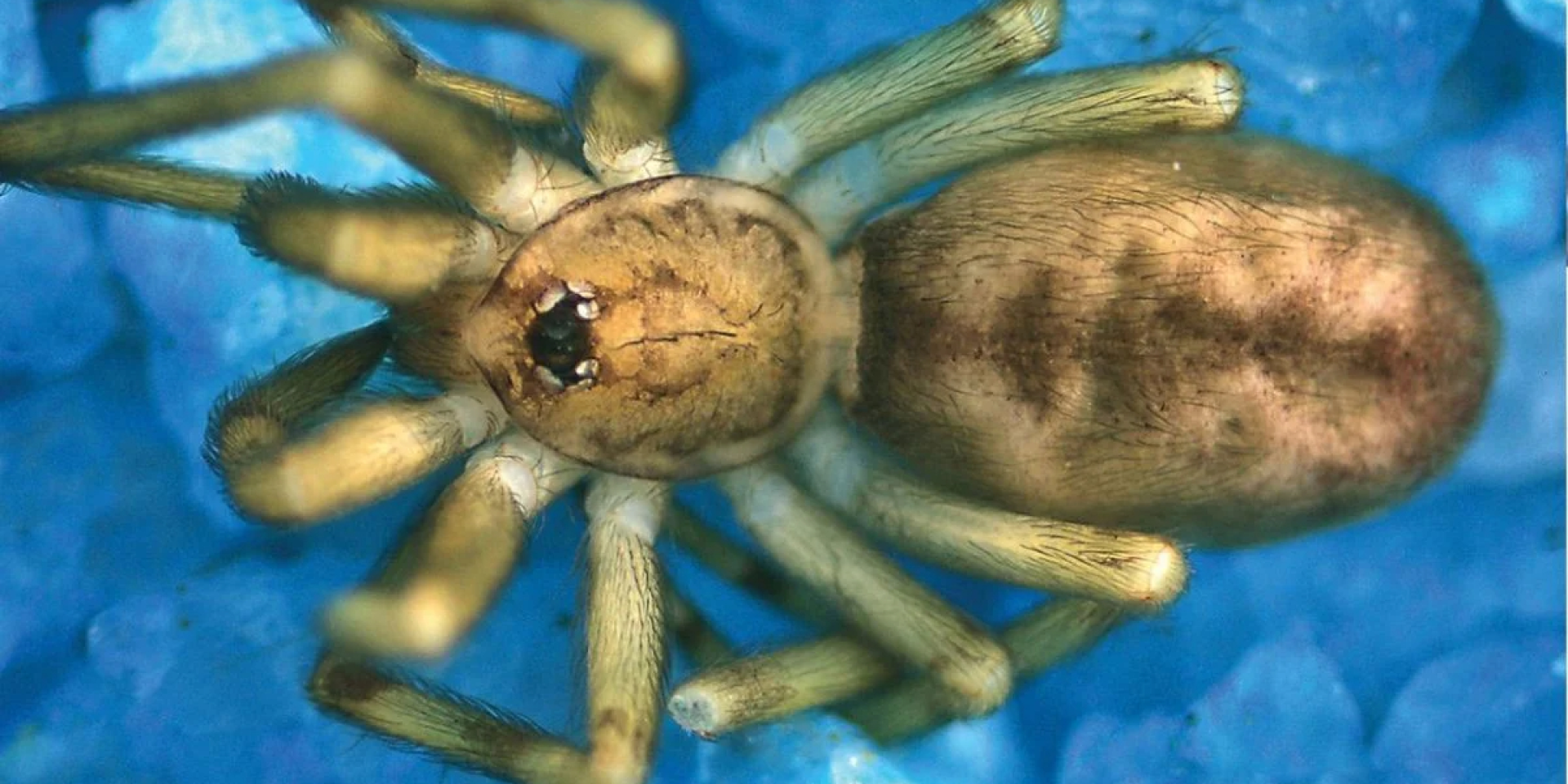 Новый сосед в твоей стене. В щелях домов нашли паука, который охотится с помощью уличных фонарей