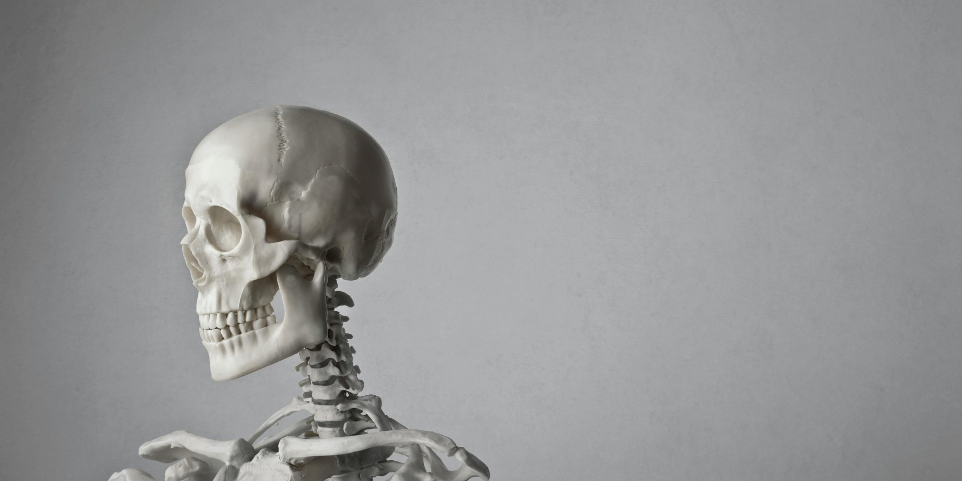 Успешное тестирование. Ученые превратили шерсть в материал для восстановления костей