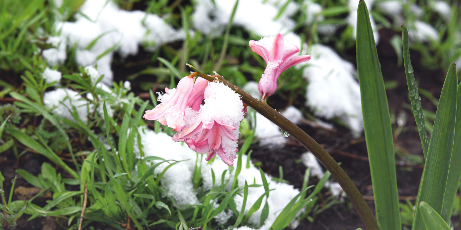 Холодно, дождь, мокрый снег. Синоптики предупредили, где будут осадки и какие регионы не затронут заморозки в Украине